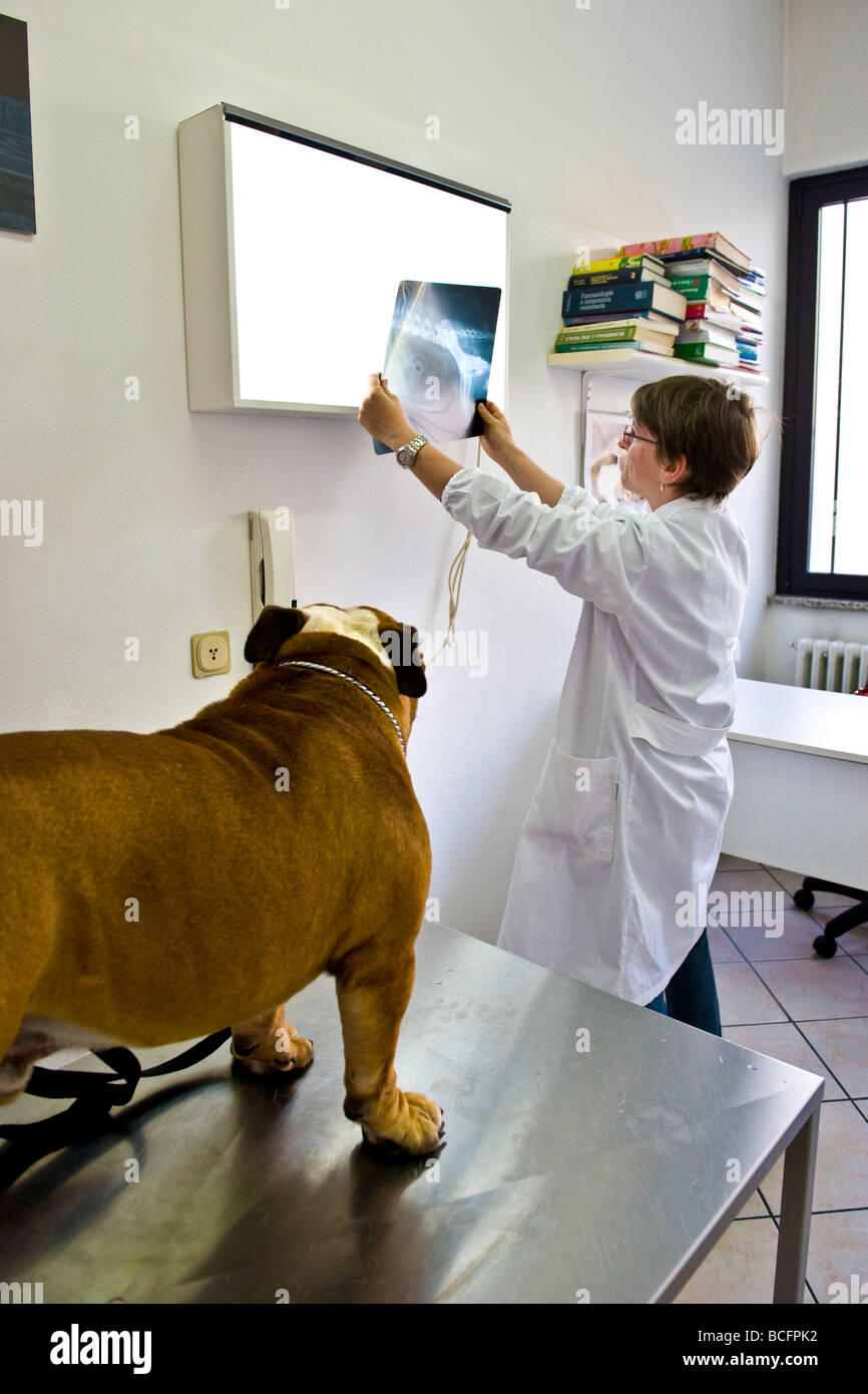 Tierärztliche Klinik Stockfoto