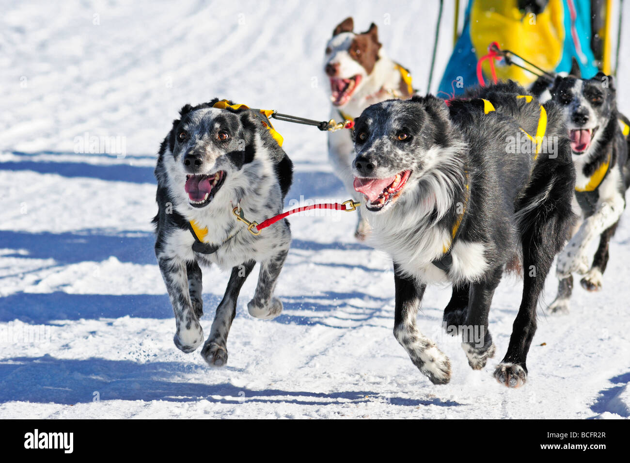 Ein Team von Greysters einen Hundeschlitten durch den Schnee ziehen. Stockfoto