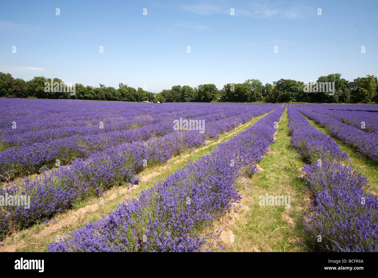 Mayfield Lavender Farm, Banstead, Surrey, England, Vereinigtes Königreich Stockfoto
