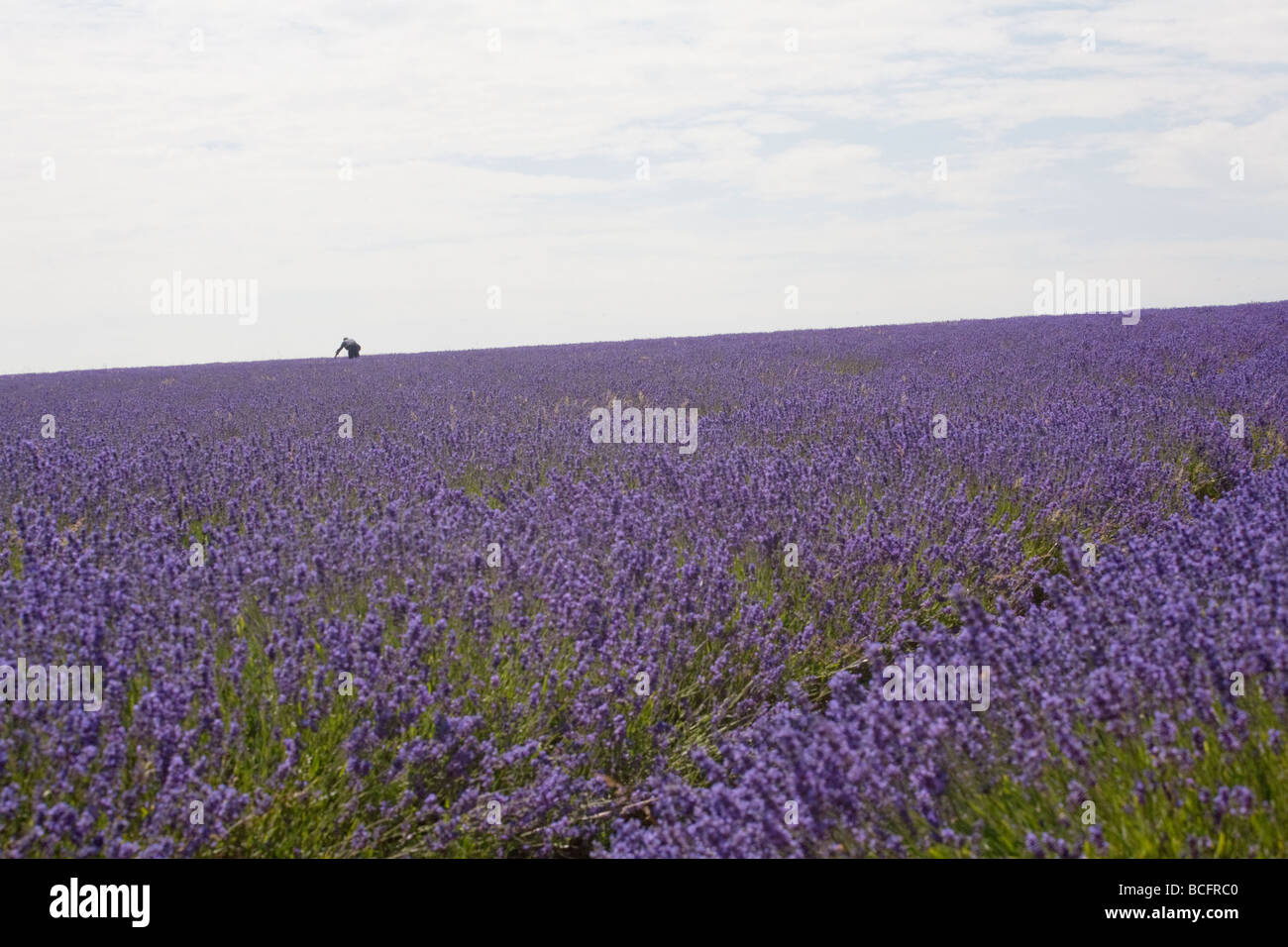 Mayfield Lavender Farm, Banstead, Surrey, England, Vereinigtes Königreich Stockfoto