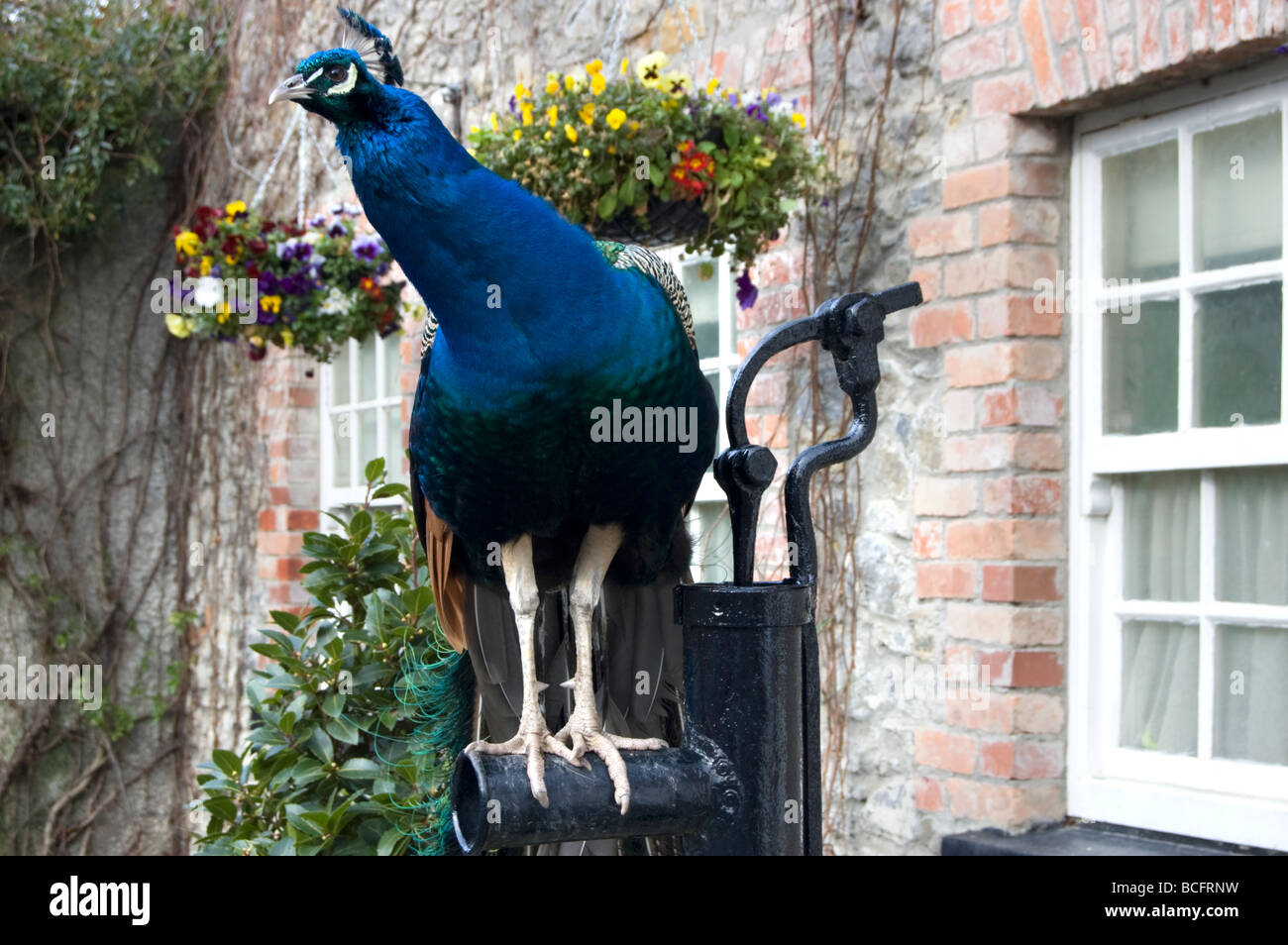 Schöne Pfau eingefangen in Malahide Castle Gardens, Irland Stockfoto