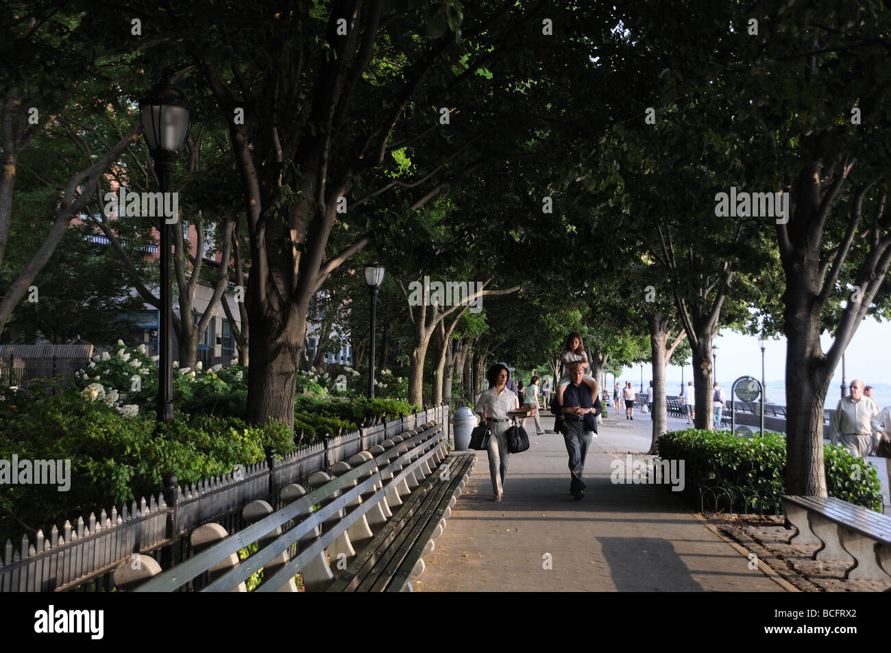 Die Esplanade in Battery Park City ist schattiert mit Lindenbäumen, die einen betörenden Duft verströmen, wenn sie im Juni blühen. Stockfoto