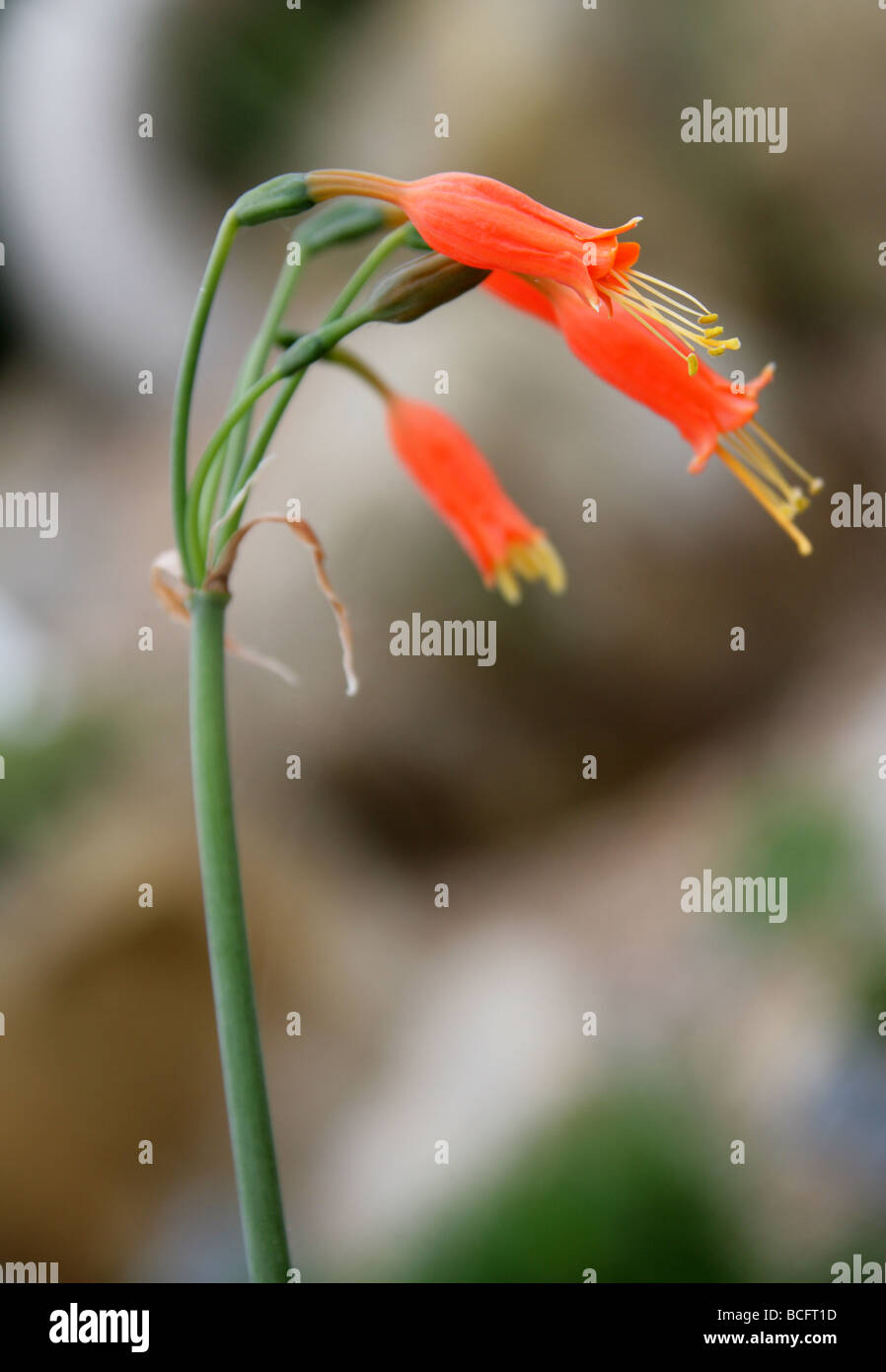 Stenomesson Miniatum, Amaryllisgewächse, Bolivien und Peru, Südamerika Stockfoto