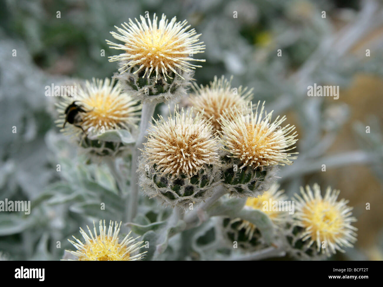 Starthistle, Flockenblume oder Centaurea, Centaurea Clementei, Asteraceae, Spanien, Marokko, mediterran Stockfoto
