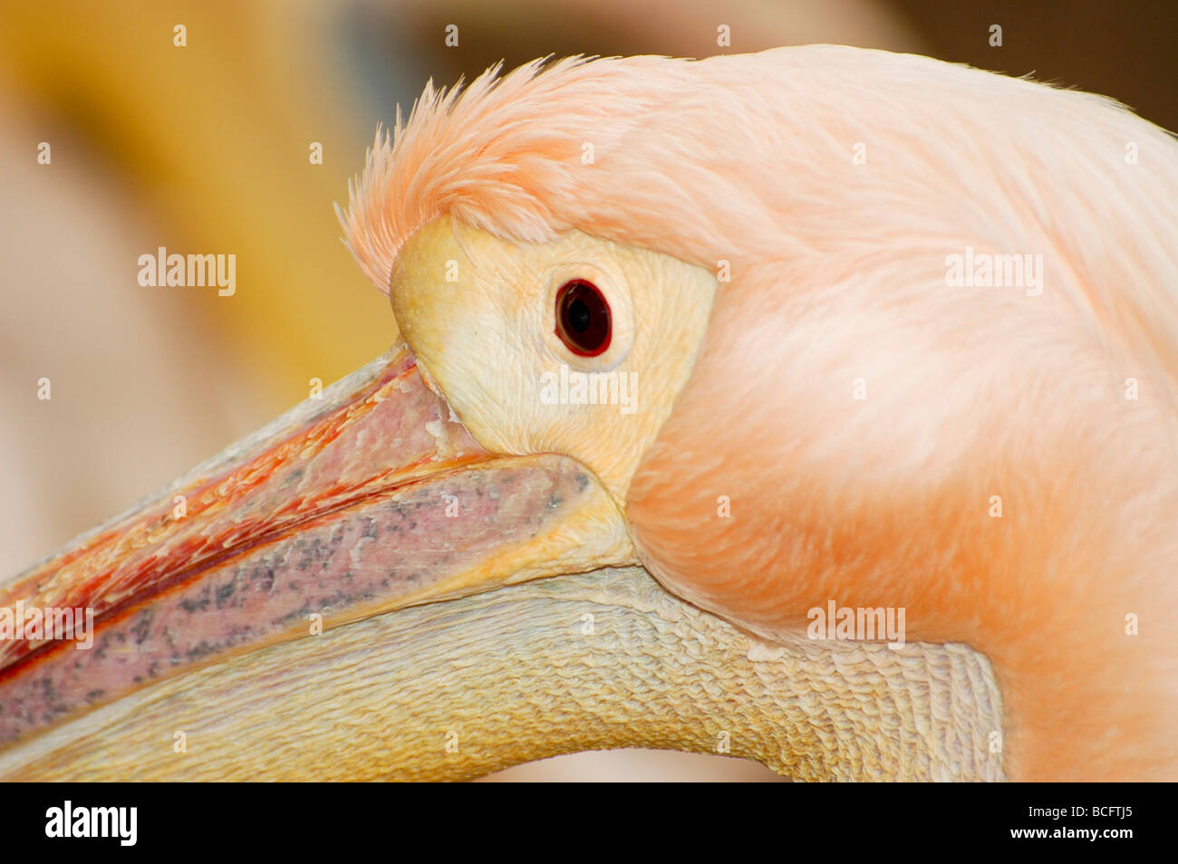 Weißer Pelikan Pelecanus Onocrotalus hautnah Stockfoto