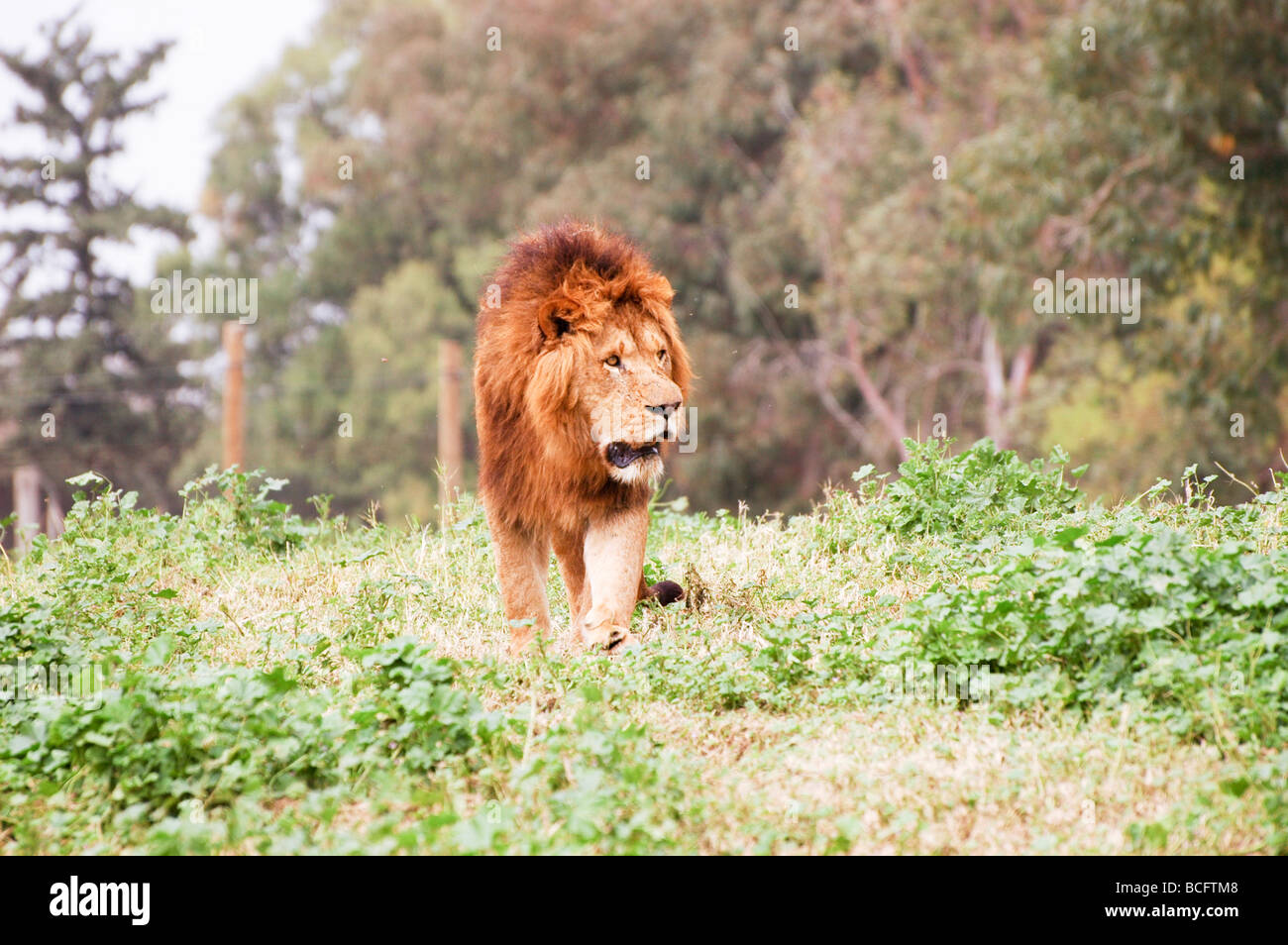 Männliche afrikanische Löwe Panthera leo Stockfoto