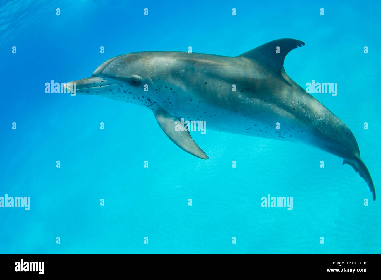 Gefleckte Delphin, Stenella Frontalis Unterwasser Caribbean Stockfoto