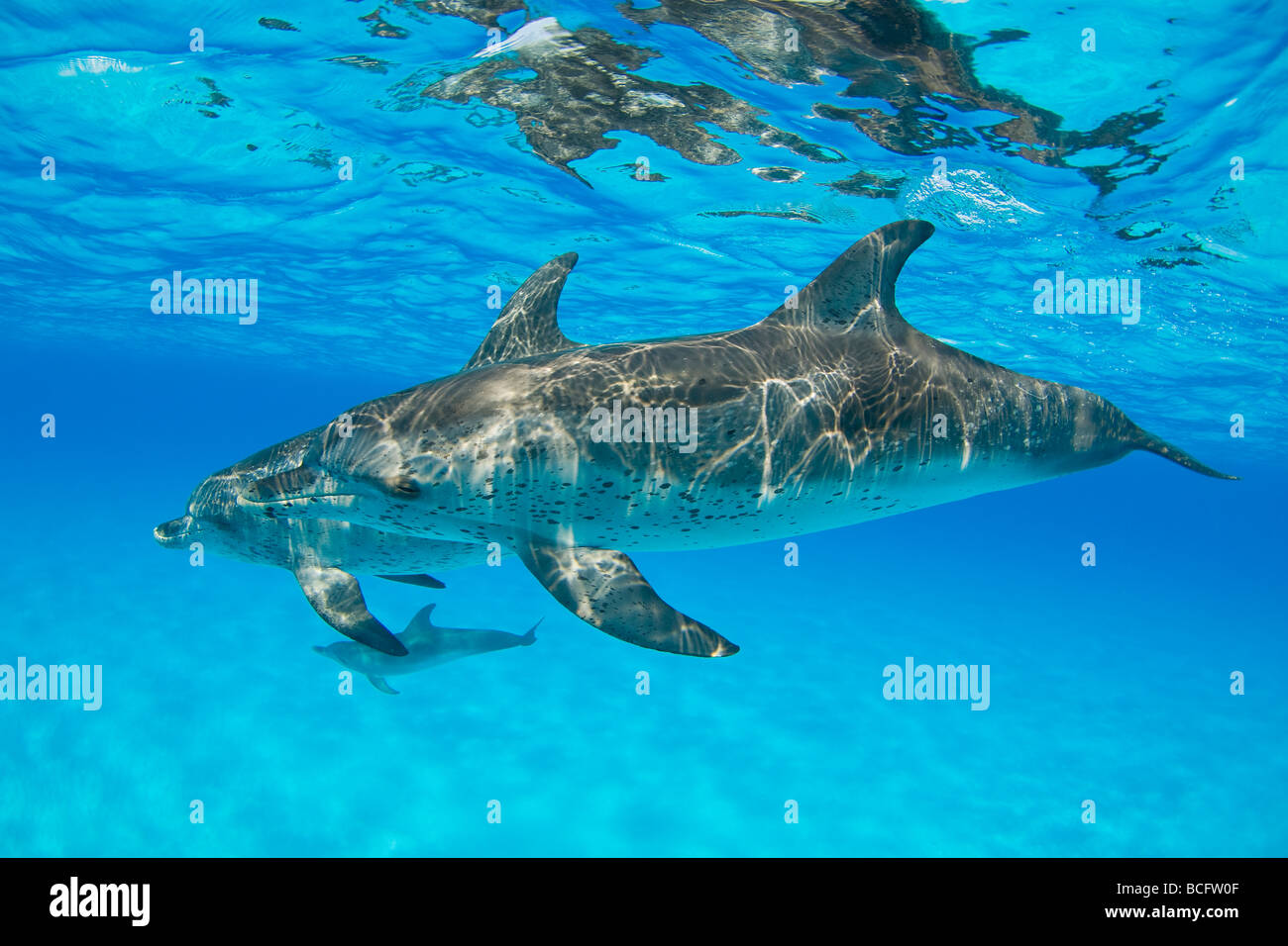 Spotted Dolphin Stenella Frontalis Unterwasser Atlantik Bahamas Stockfoto
