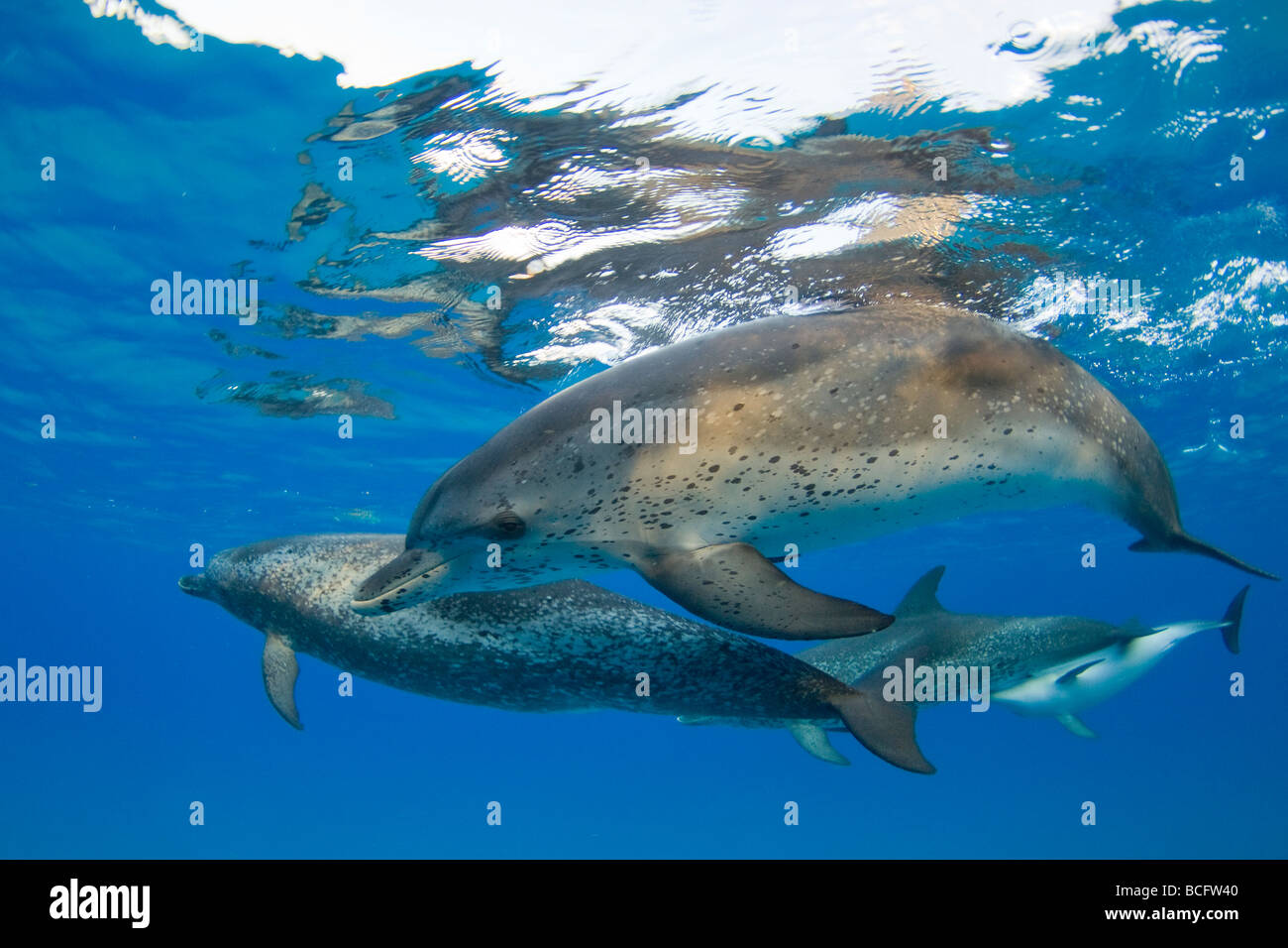 Fleckendelfine Stenella Frontalis Atlantik Bahamas Stockfoto
