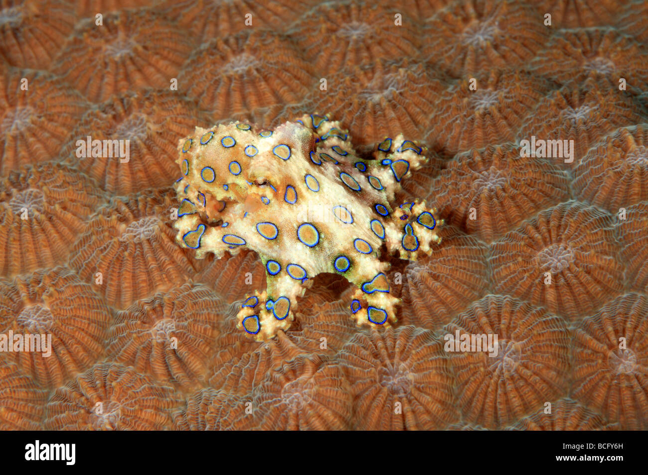 Giftige Blue Ring Octopus, Hapalochlaena Lunulata. Diese Krake kann ein sehr leistungsfähiges Nervengift Spritzen, die töten können Stockfoto