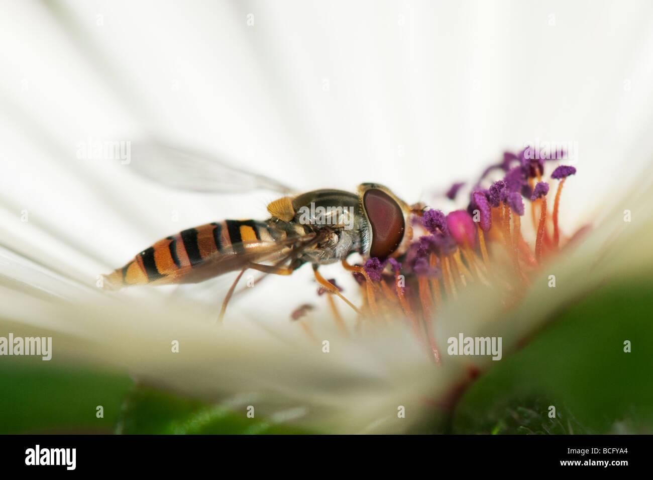 Hoverfly 'Syrphus Torvus' Fütterung auf Livinstone Daisy Blume Stockfoto