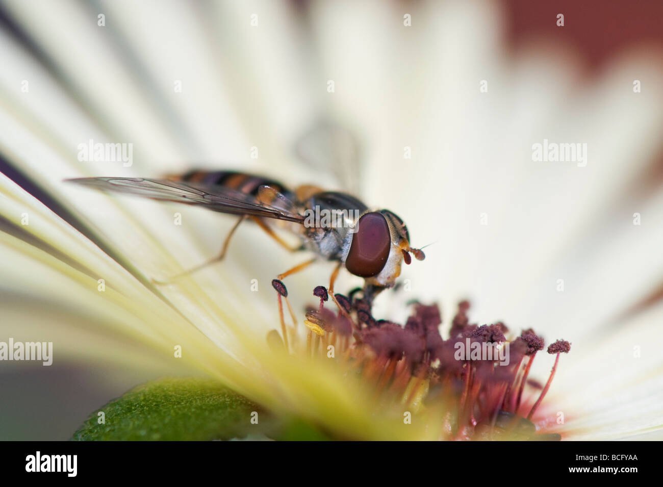Hoverfly 'Syrphus Torvus' Fütterung auf Livinstone Daisy Blume Stockfoto