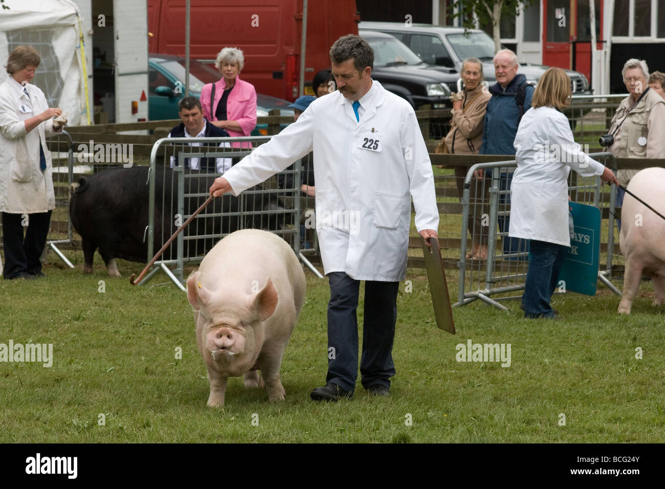 Zeigen Schweine auf der letzten königlichen Show 2009 Stockfoto