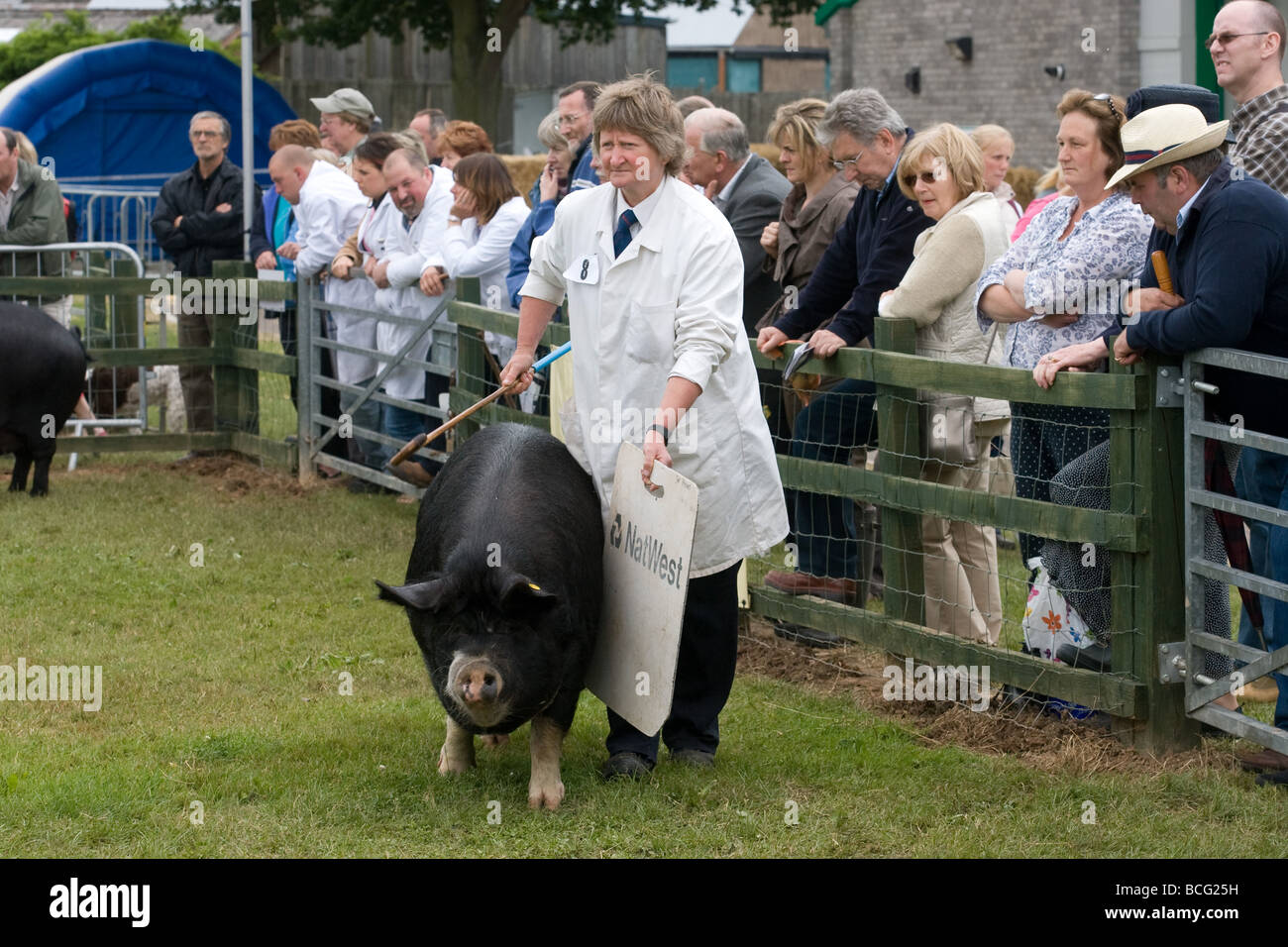 Zeigen Schweine auf der letzten königlichen Show 2009 Stockfoto