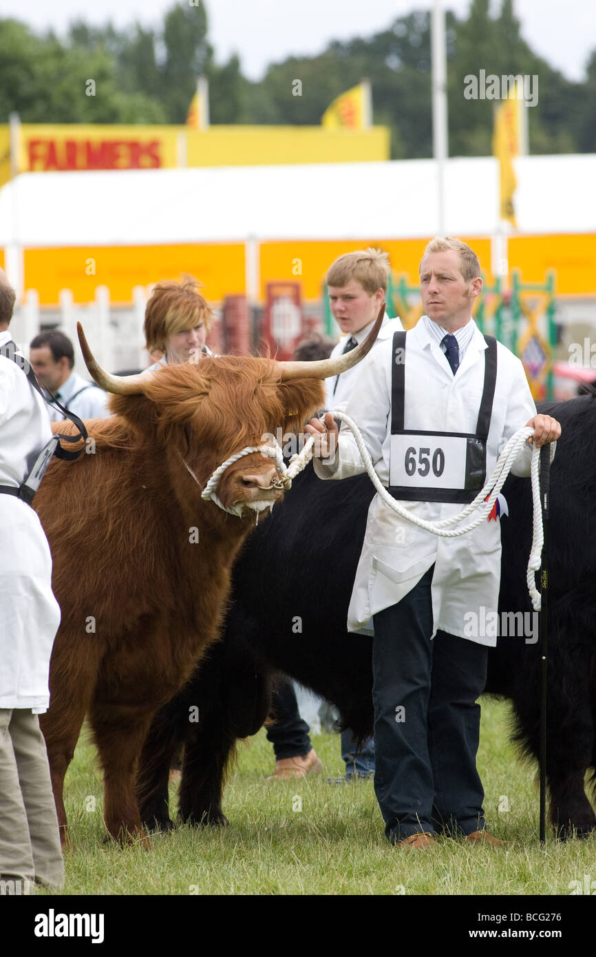 Viehtreiber zeigt Rinder auf der letzten königlichen Show 2009 Stockfoto