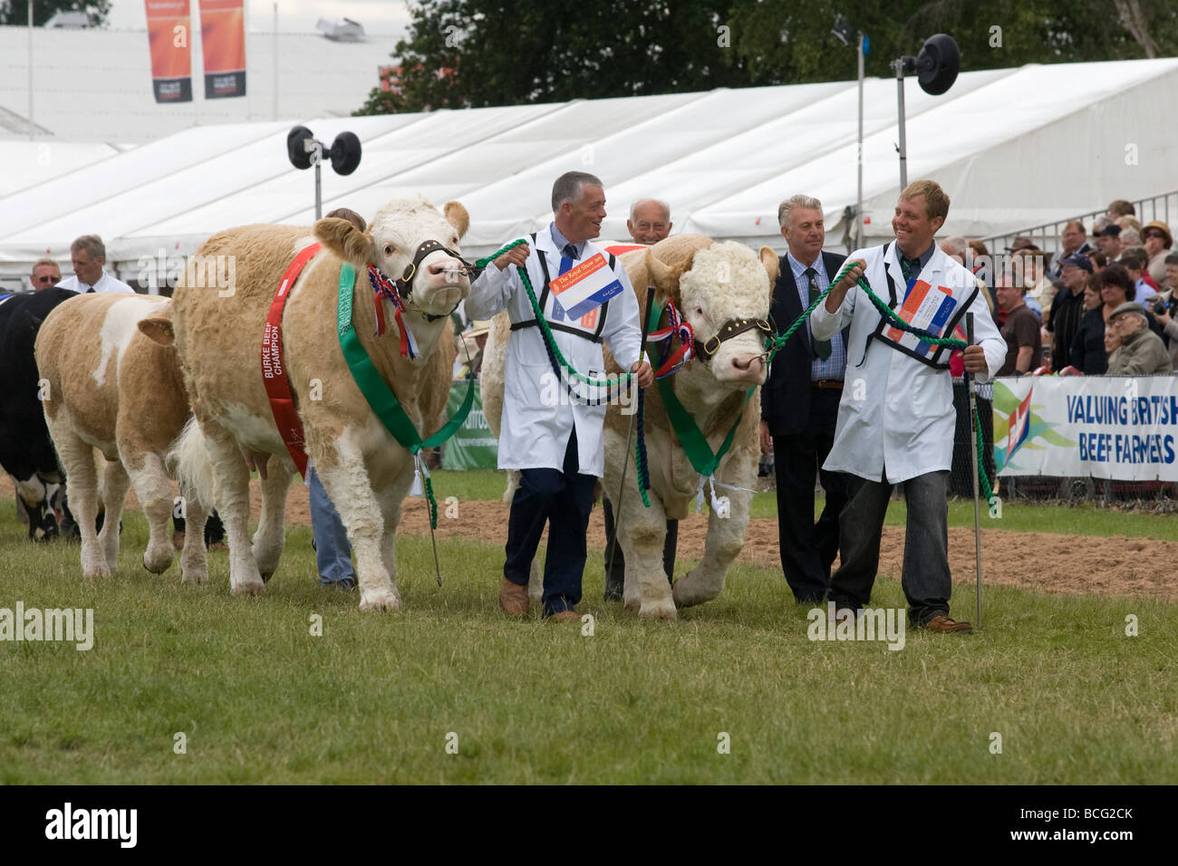 Viehtreiber zeigt Rinder auf der letzten königlichen Show 2009 Stockfoto