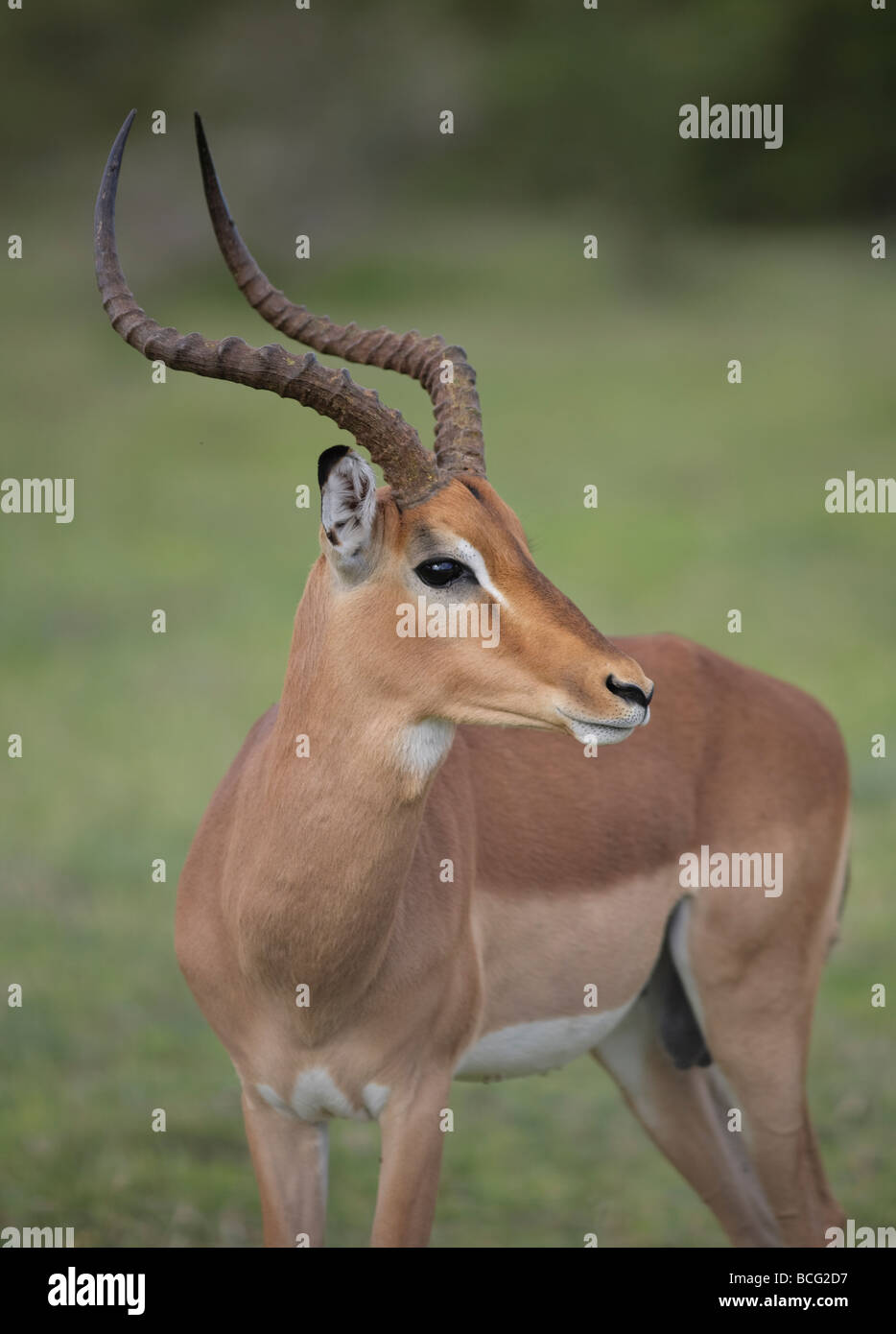 Impala (Aepyceros Melampus) Bock mit großen Geweih über seine Schulter Krüger Nationalpark in Südafrika Stockfoto