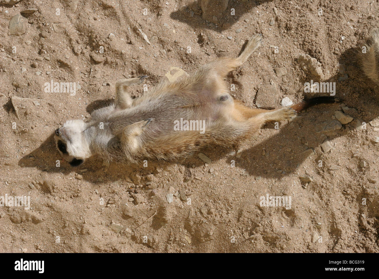 Erdmännchen Suricata Suricatta Kalahari-Wüste Stockfoto