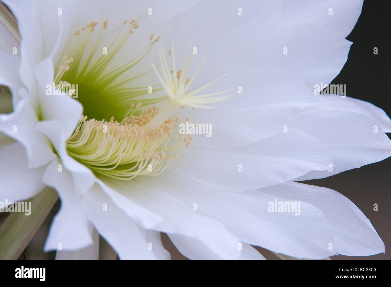 Golden Torch Cereus (Echinopsis Spachiana) Blumen Konservatorium England UK Europa Juli Stockfoto