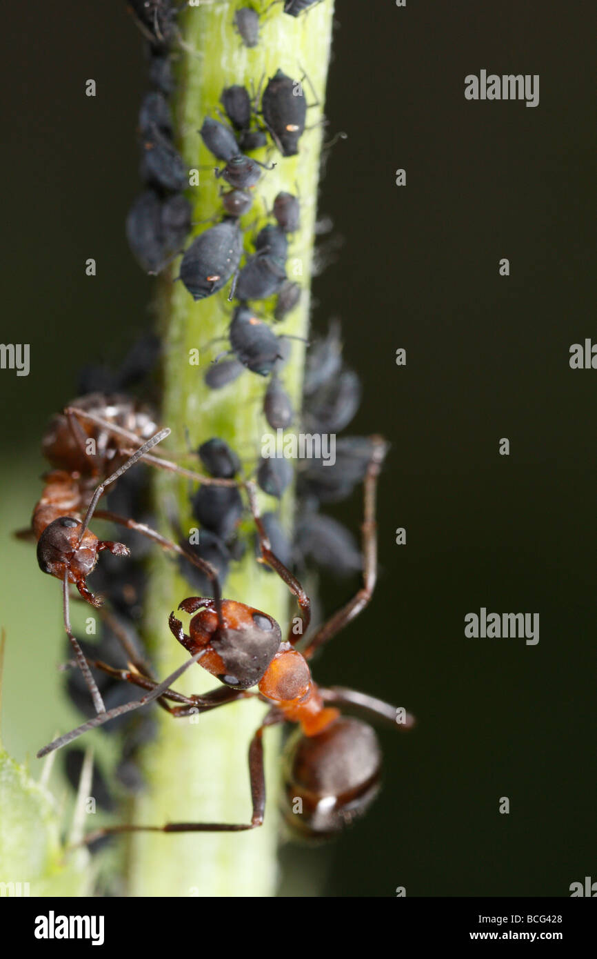 Pferd-Ameisen (Formica Rufa) Blattläuse zu verteidigen. Stockfoto