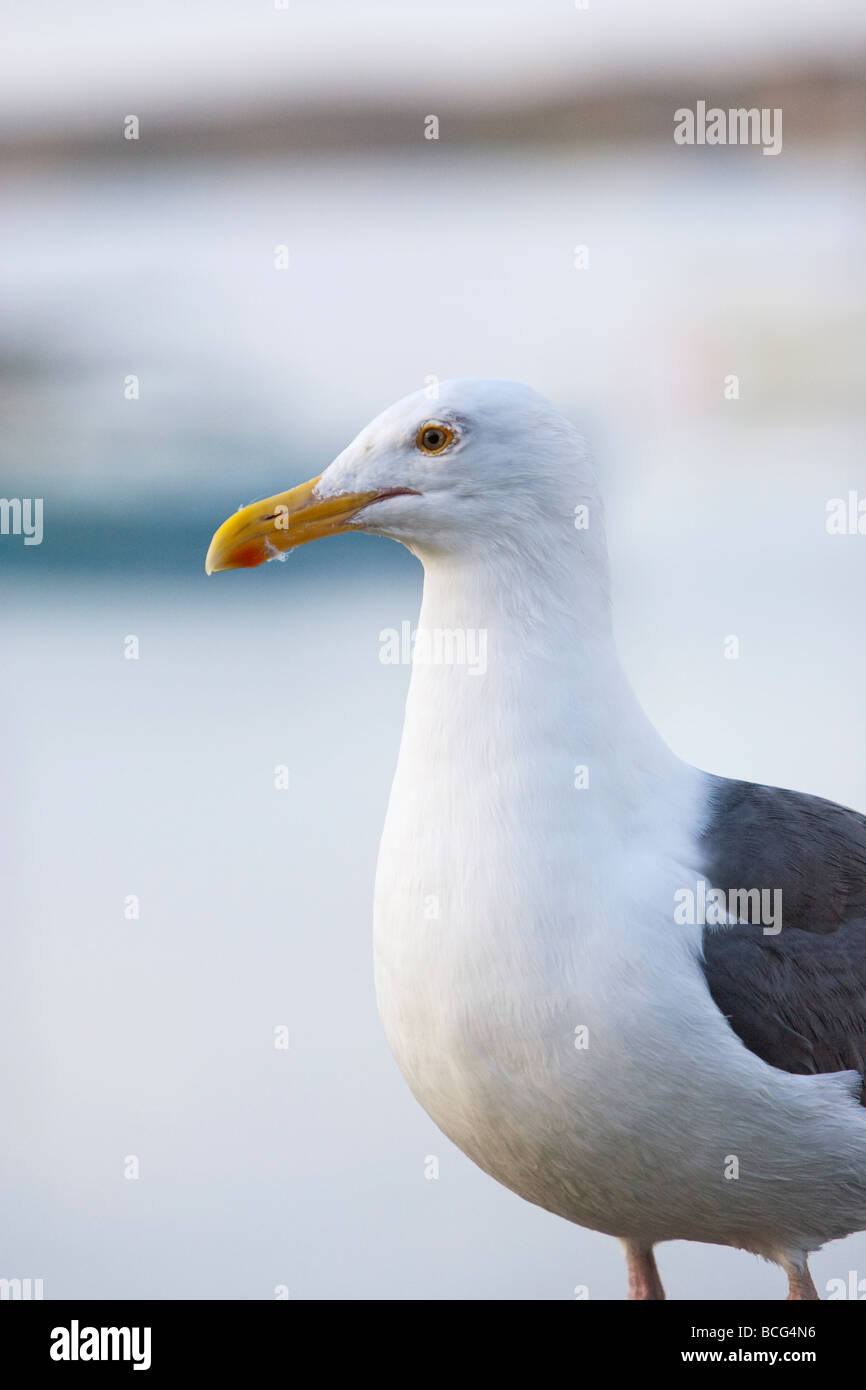 Kalifornien Möve Larus californicus Stockfoto