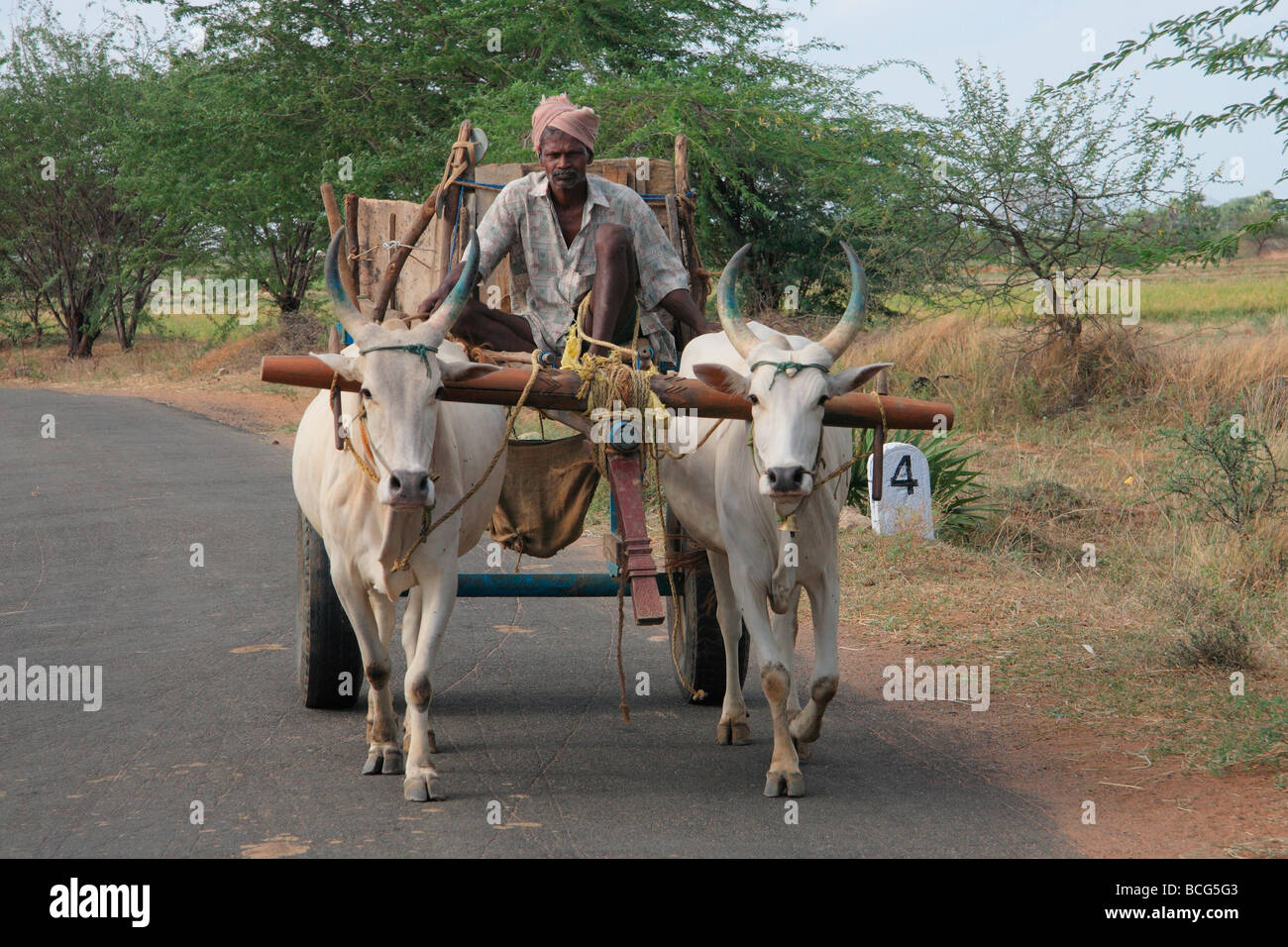 Indische Ochsenkarren Stockfoto