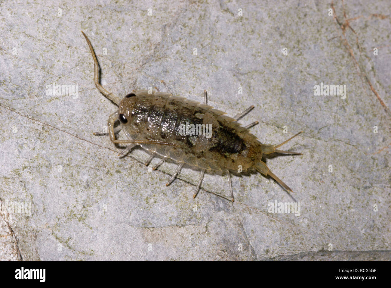 Meer Slater Ligia Oceanica Ligiidae auf küstennahen Felsen UK Stockfoto