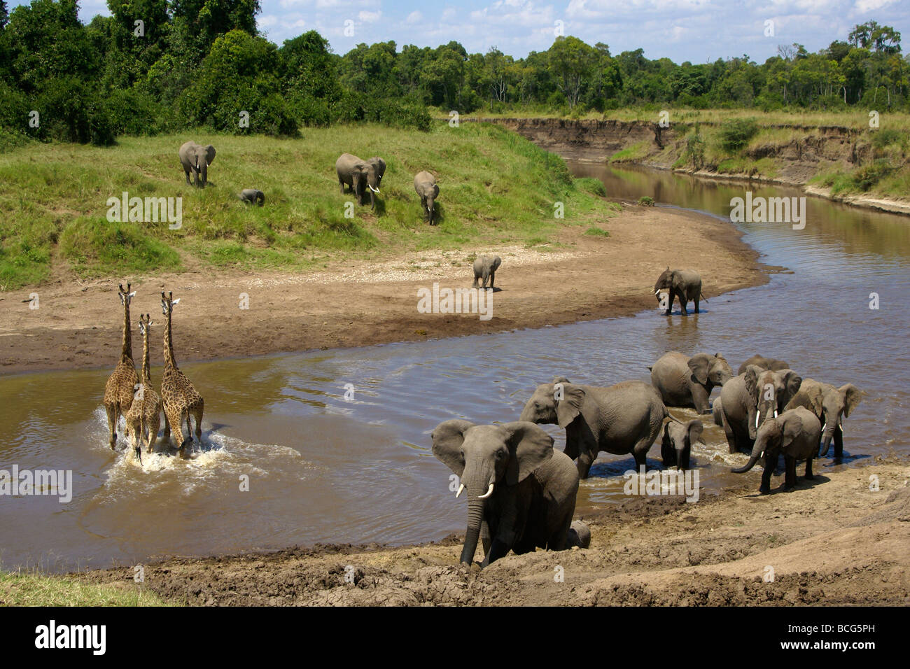 Afrikanische Elefanten und Masai-Giraffen am Mara Fluss in Kenia Stockfoto