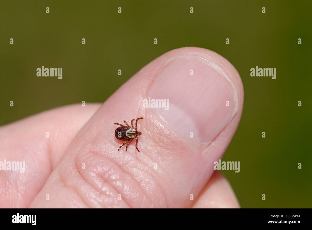 Weiblichen American Dog Tick, Dermacentor Variabilis, auch bekannt als der Holzbock Stockfoto