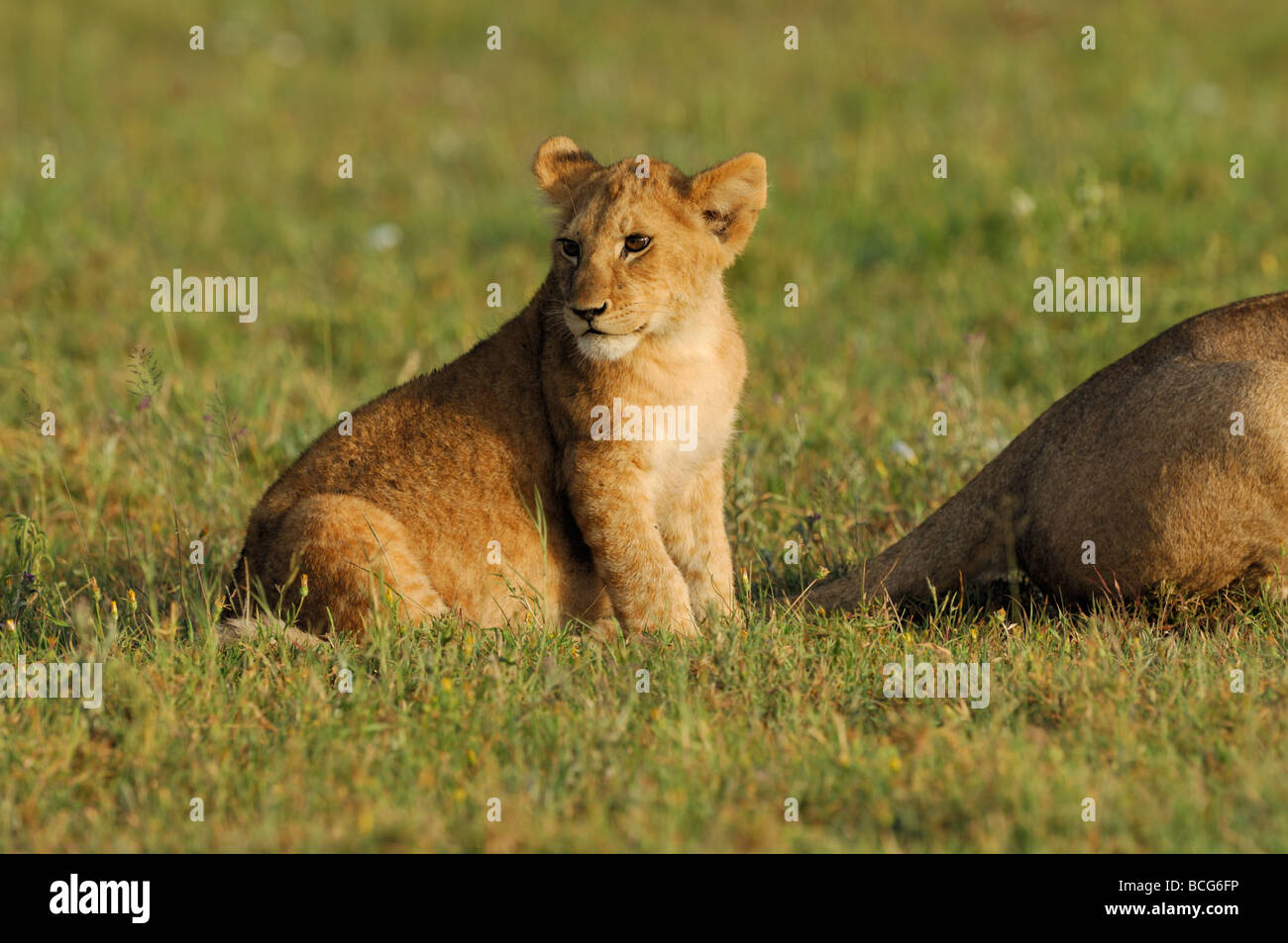 Stock Foto von einem Löwenjunges sitzen auf den Ebenen der Serengeti, Tansania, Februar 2009. Stockfoto