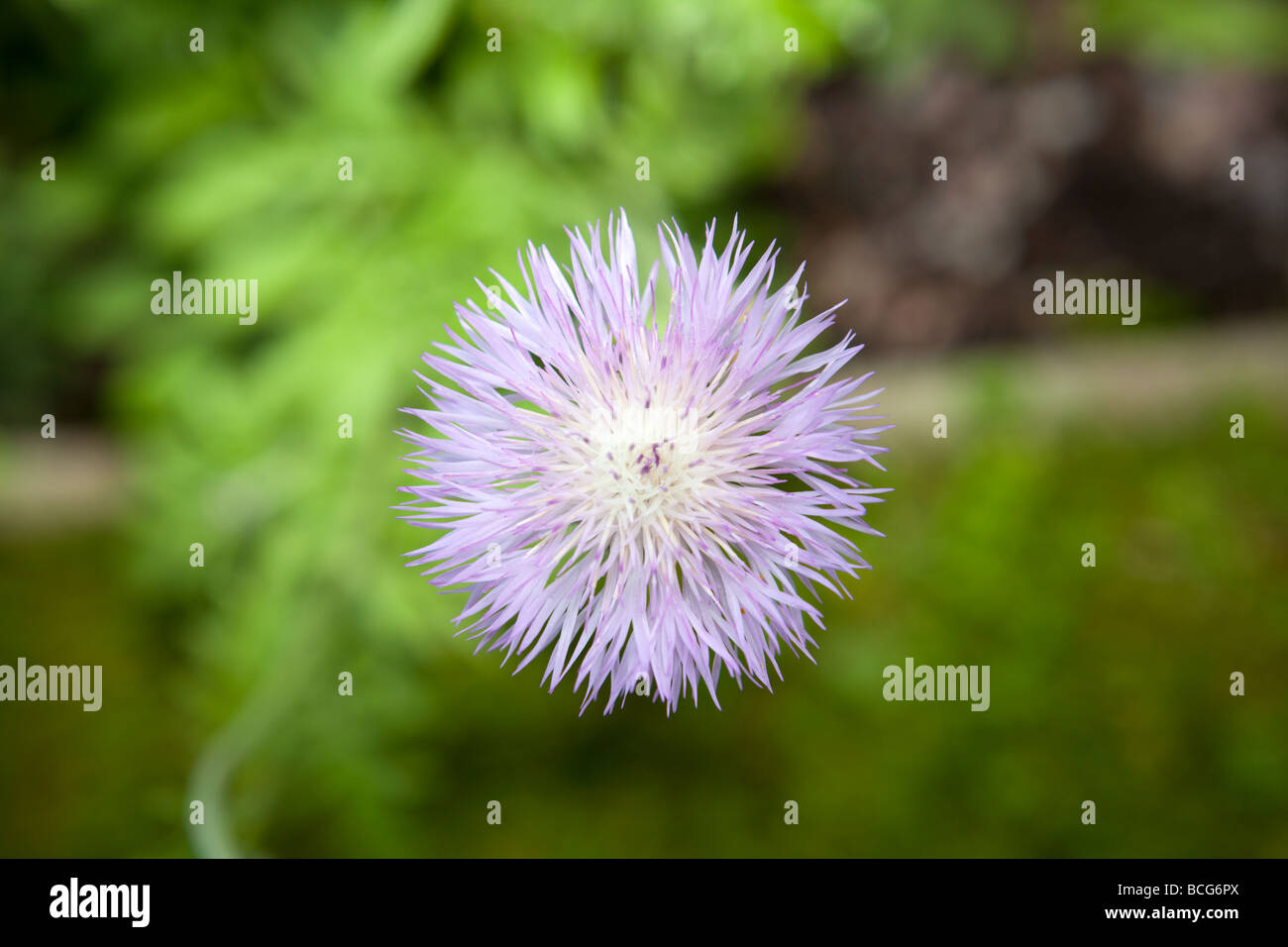 Weiß-leaved Psephellus, Rosenklint (Psephellus leucophyllus) Stockfoto