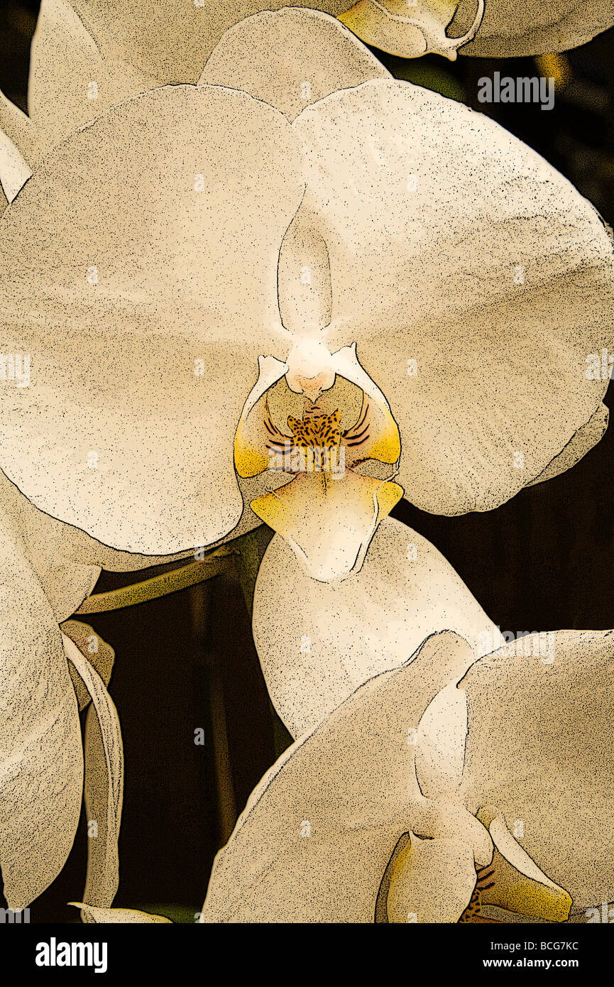 Erweiterte Version einer Orchidee Stockfoto