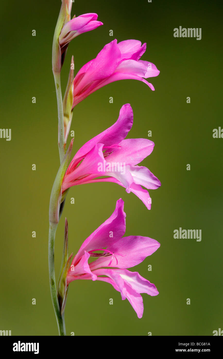 Wild gladiolus gladiolus illyricus flowers Fotos und Bildmaterial in