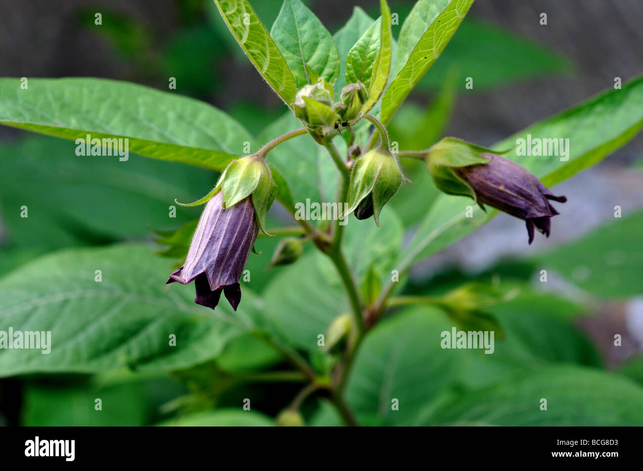 Atropa Belladonna Stockfotos Und Bilder Kaufen Alamy