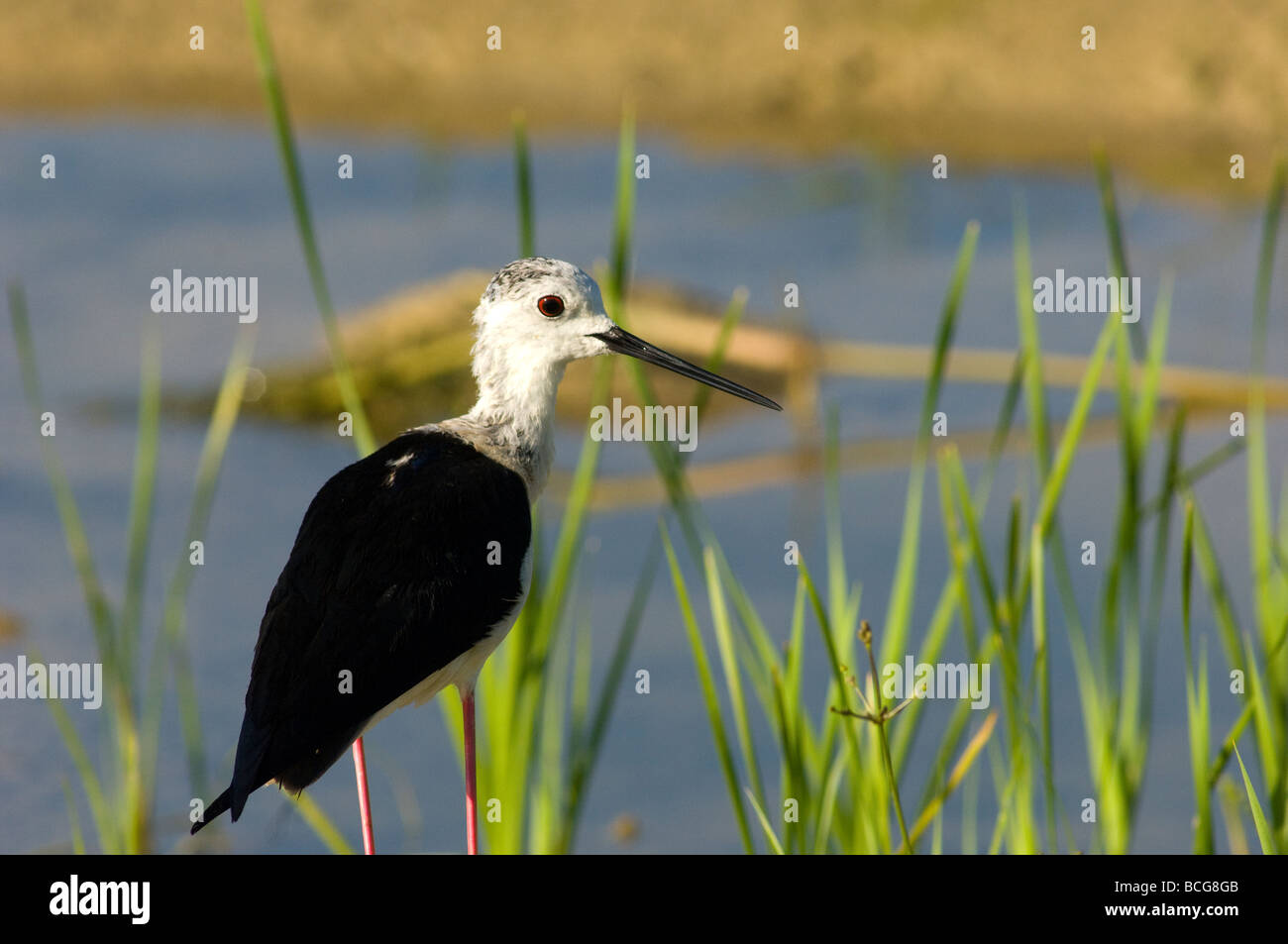 Cavaliere d Italia Himantopus Himantopus Limicoli Caradriformi Uccelli Trampolieri Uccelli Rohrweihe Acquitrino Zone Umide Parco de Stockfoto