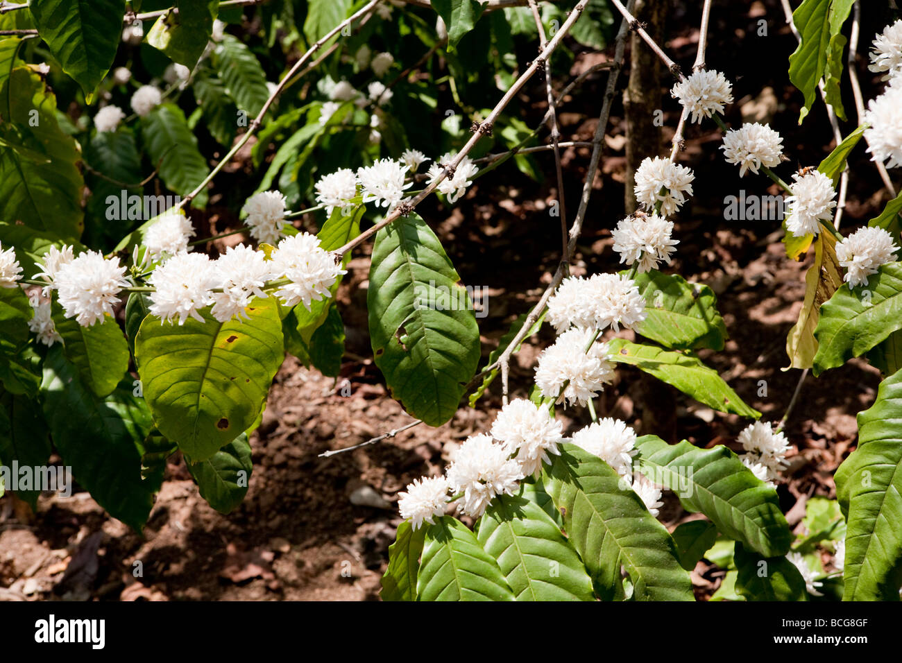 Blühende Kaffeepflanze Kerala Indien Stockfoto