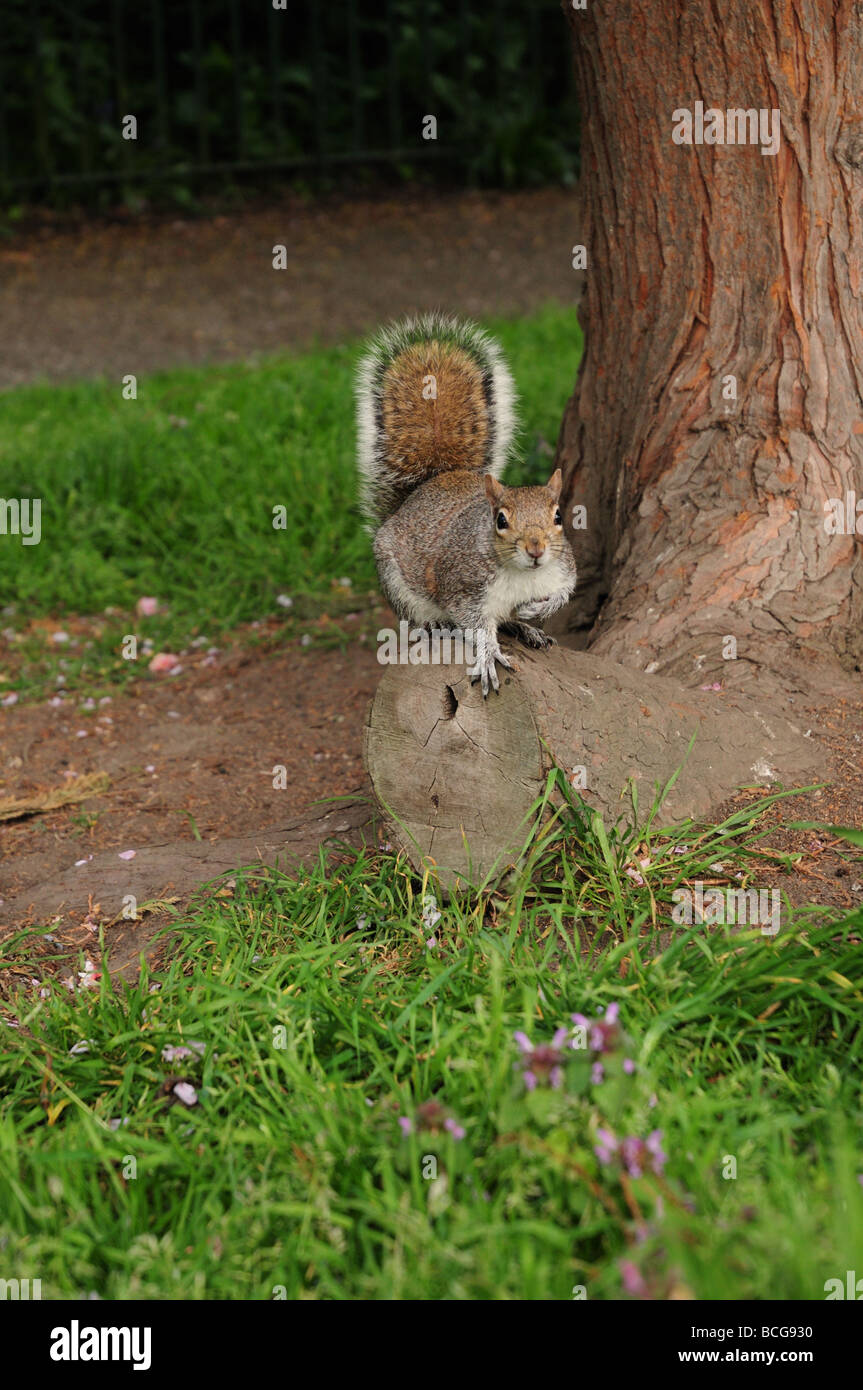 Graue Eichhörnchen Sciurus Carolinensis im Gemeindepark Stockfoto