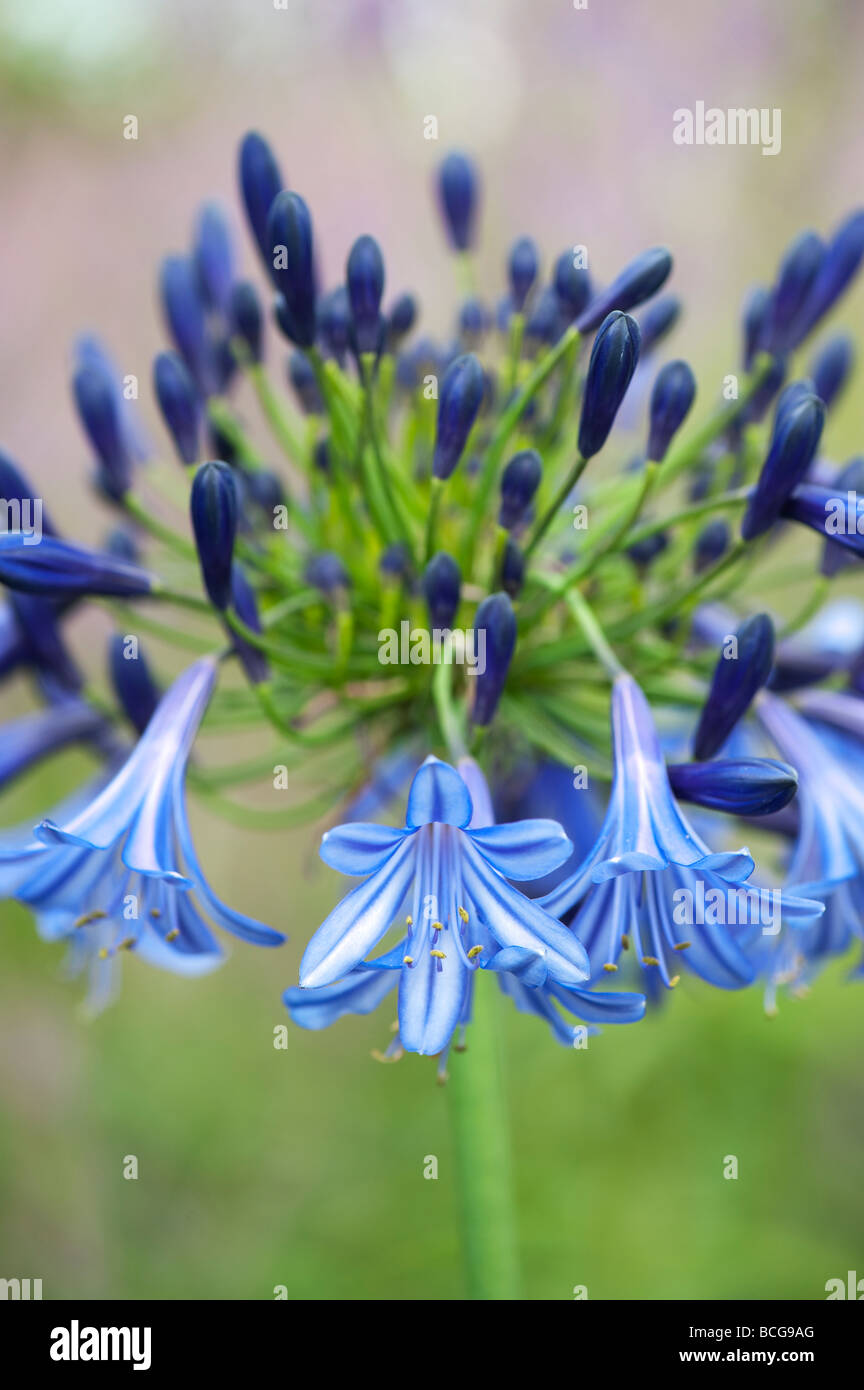 Agapanthus 'Timaru'. Afrikanische Blaue Lilie Stockfoto