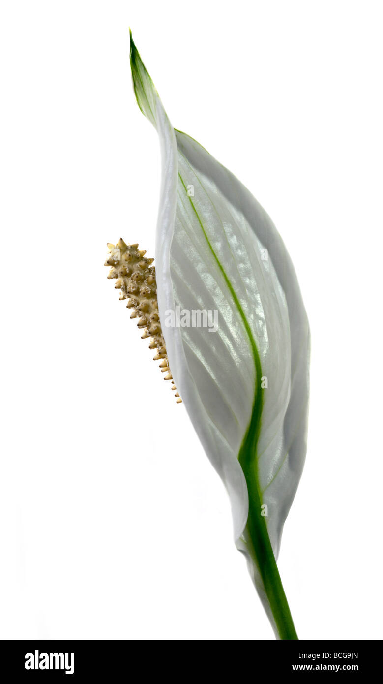 Weiß Peace Lily (Spathiphyllum) Stockfoto