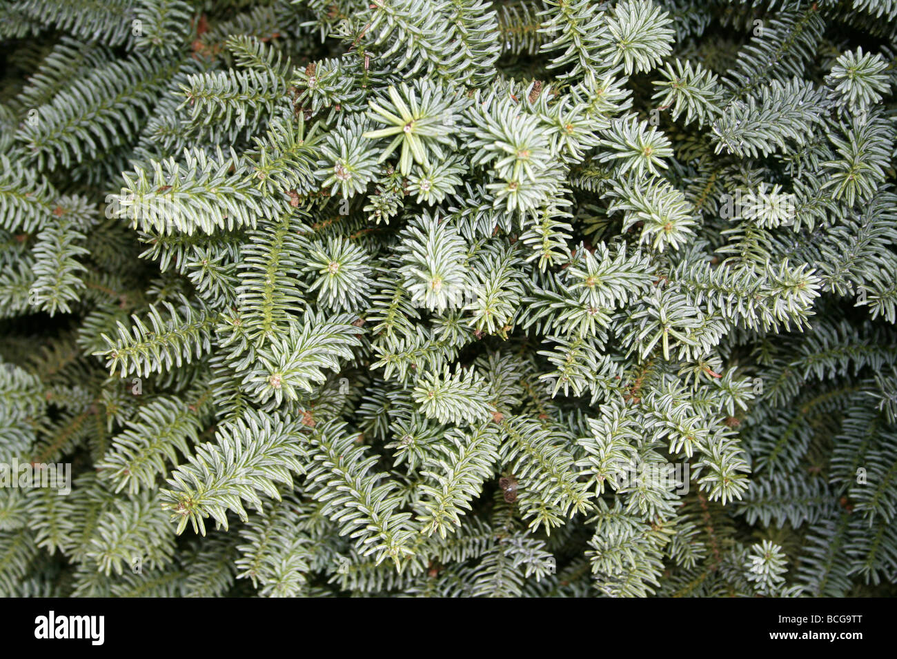 Nadelwald Juniper Strauch Zweige genommen In Calderstones Park, Liverpool, UK Stockfoto