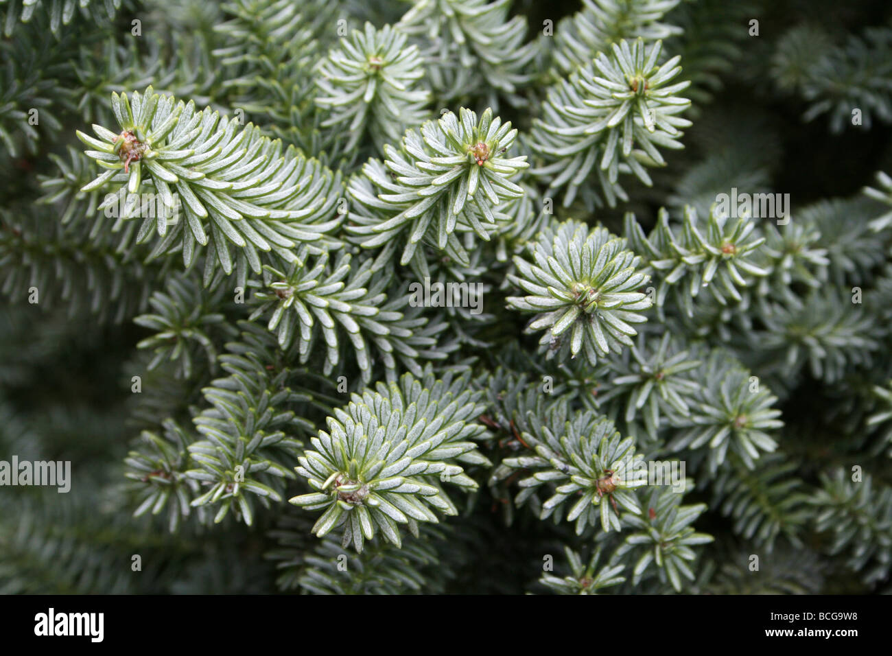 Nadelwald Juniper Strauch Zweig genommen In Calderstones Park, Liverpool, UK Stockfoto