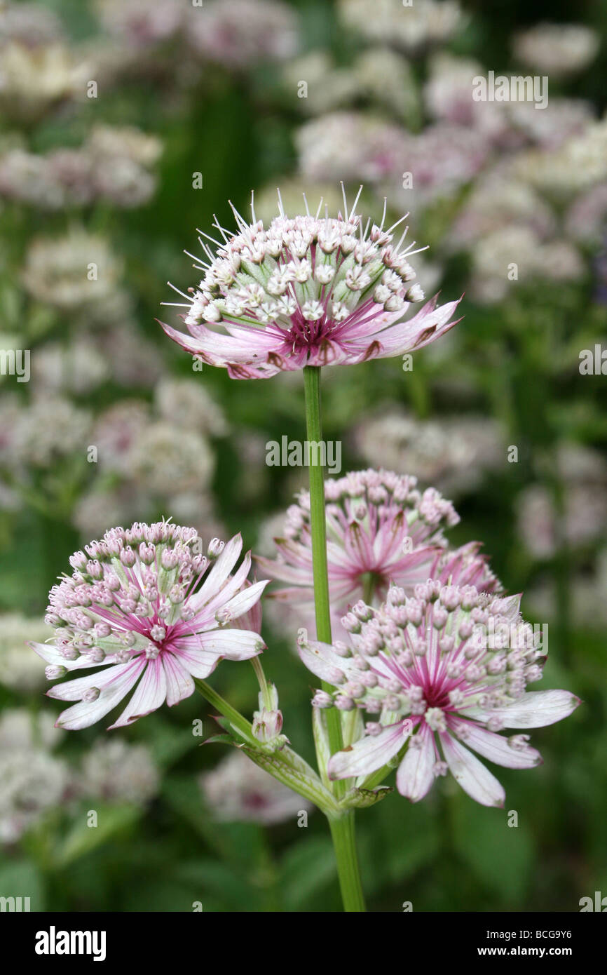Greater Masterwort Astrantia große genommen In Calderstones Park, Liverpool, UK Stockfoto
