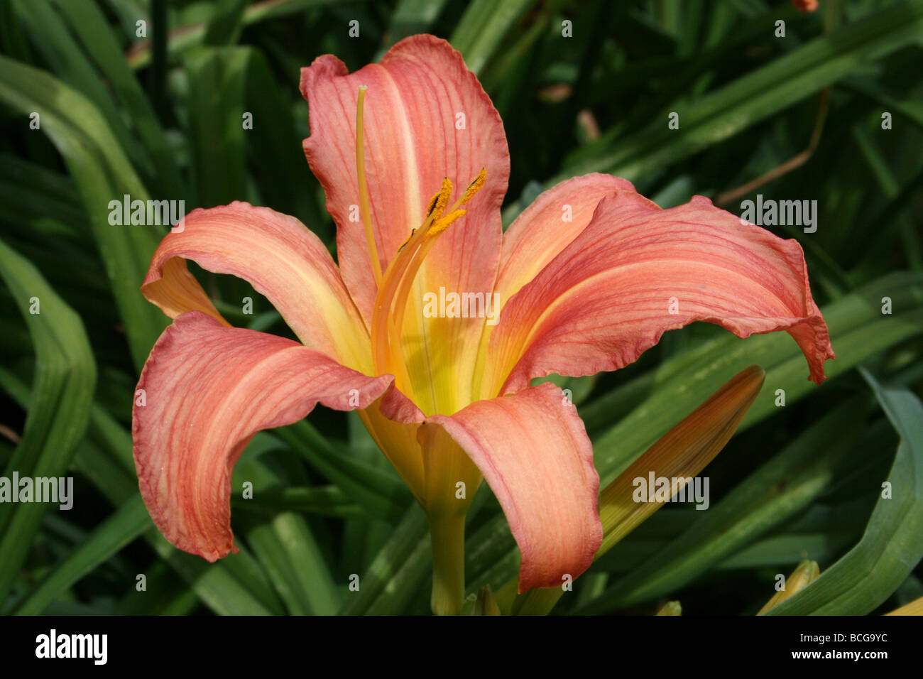 Orange Taglilie Hemerocallis Fulva genommen In Calderstones Park, Liverpool, UK Stockfoto