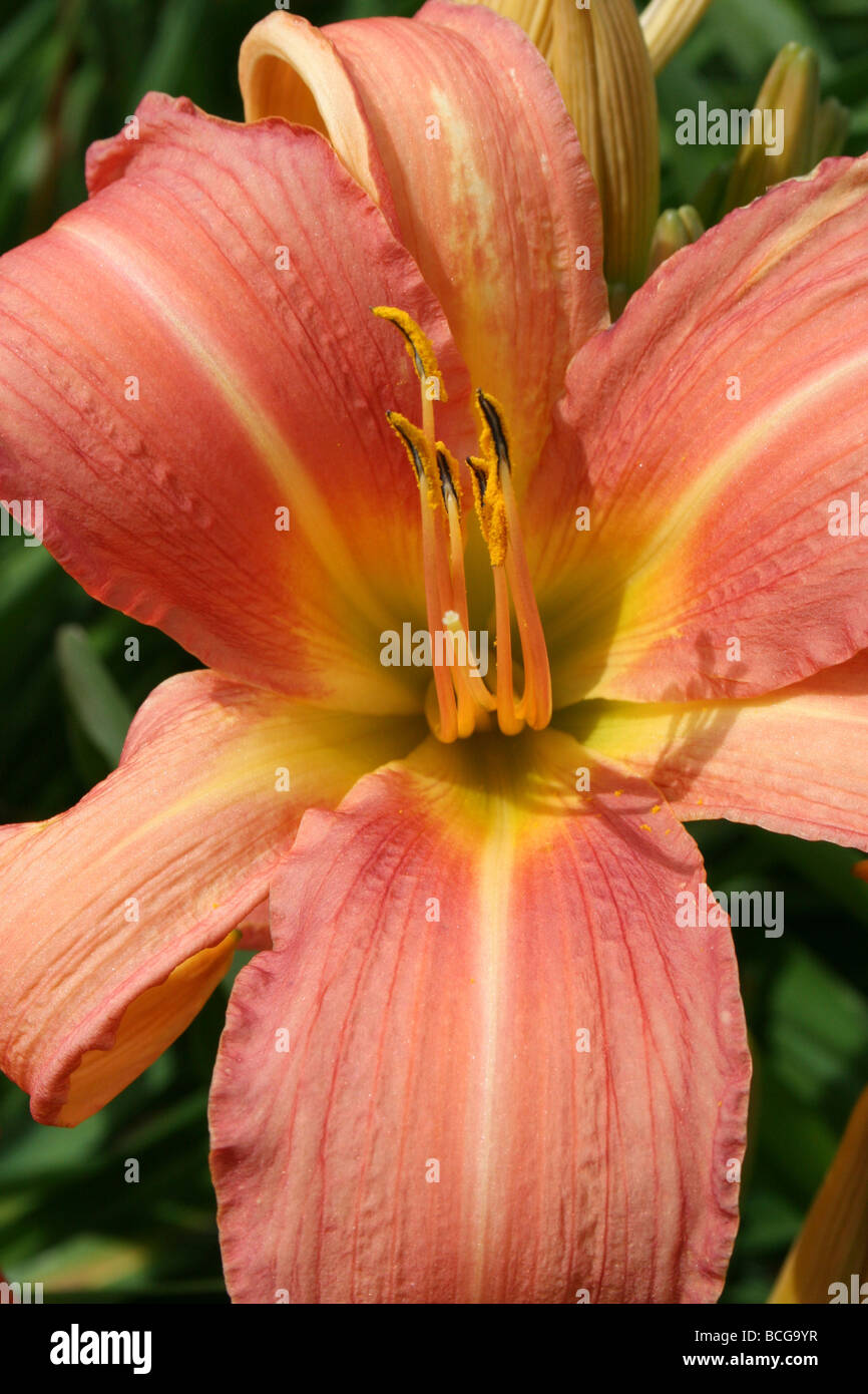 Orange Taglilie Hemerocallis Fulva genommen In Calderstones Park, Liverpool, UK Stockfoto