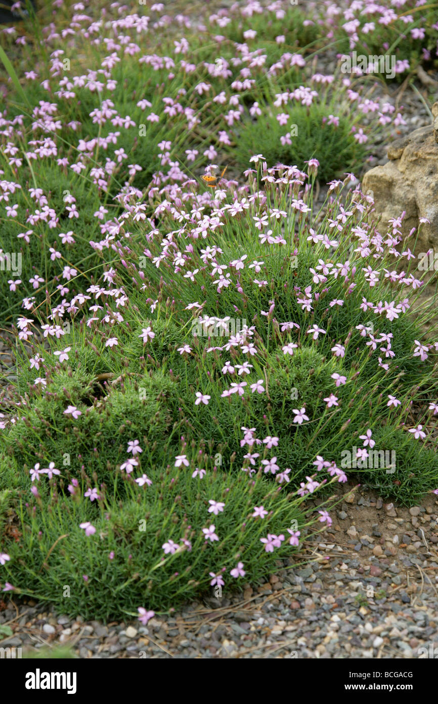 Ein Alpinpink, Dianthus anatolicus var alpinus, Caryophyllaceen. Türkei Stockfoto