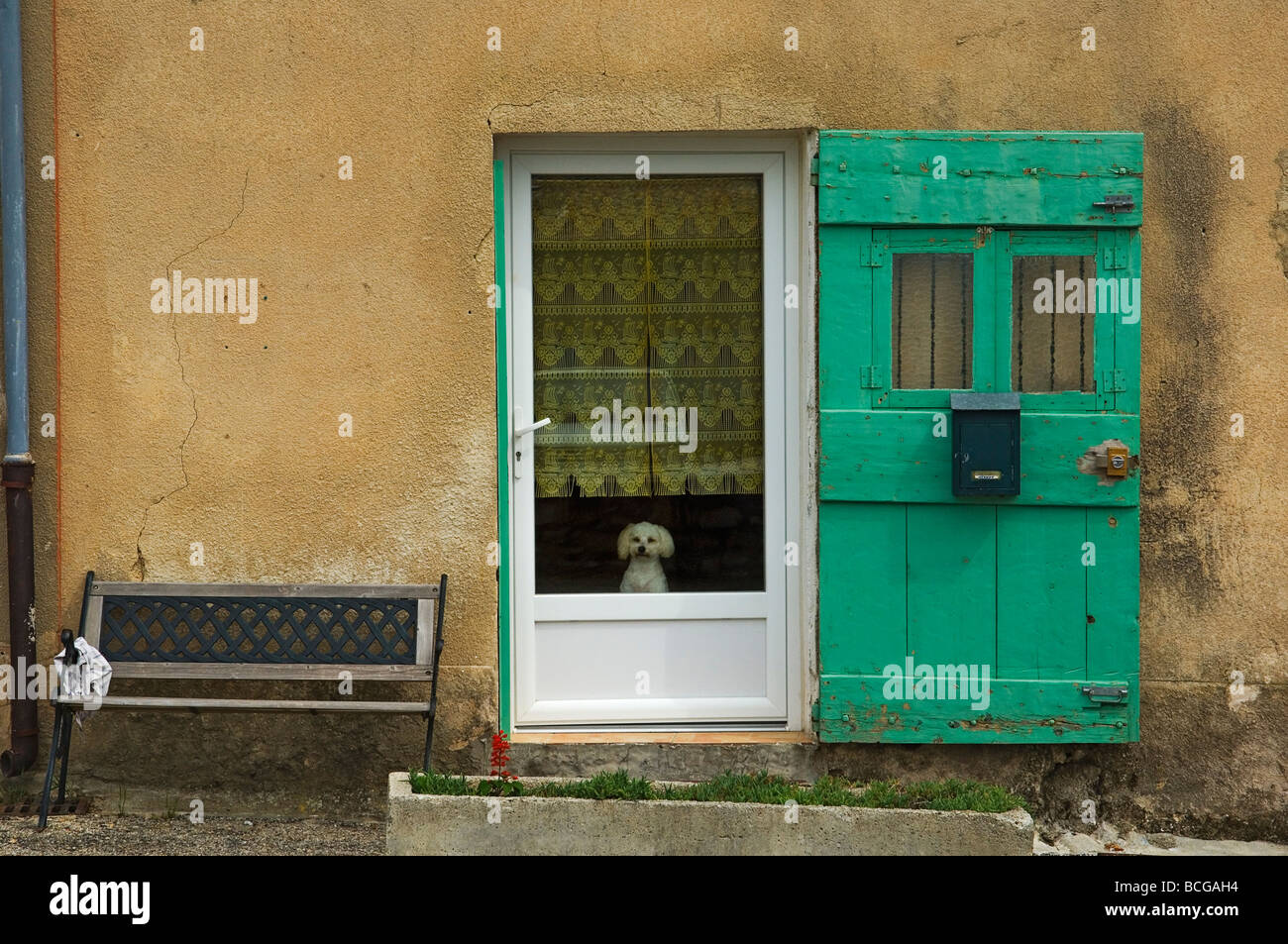 Ein weißer Pudelhund schaut aus einer Tür-Fenster. Sault, Provence, Frankreich Stockfoto