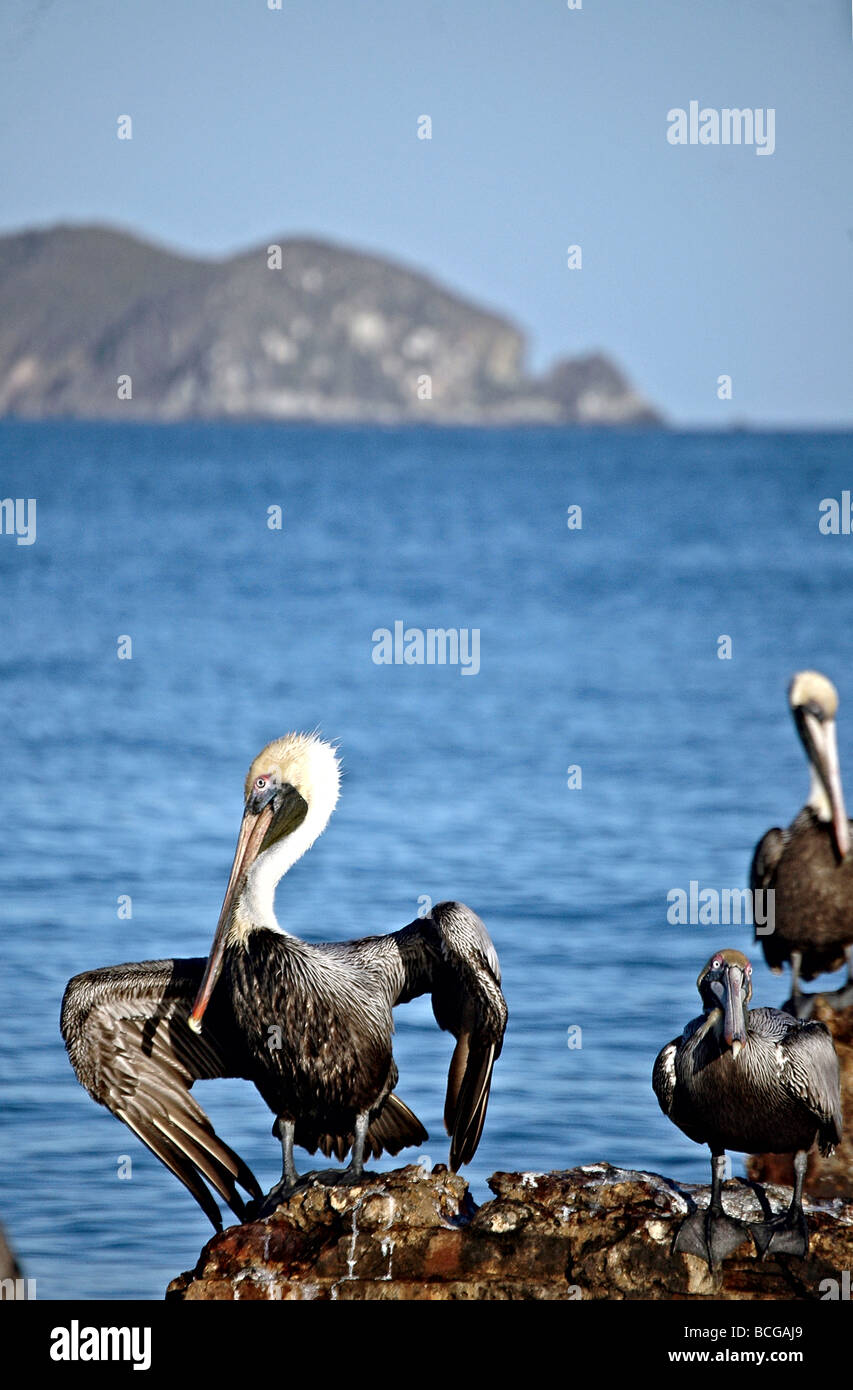 Ein Pelikan mit den Flügeln schlägt. Stockfoto