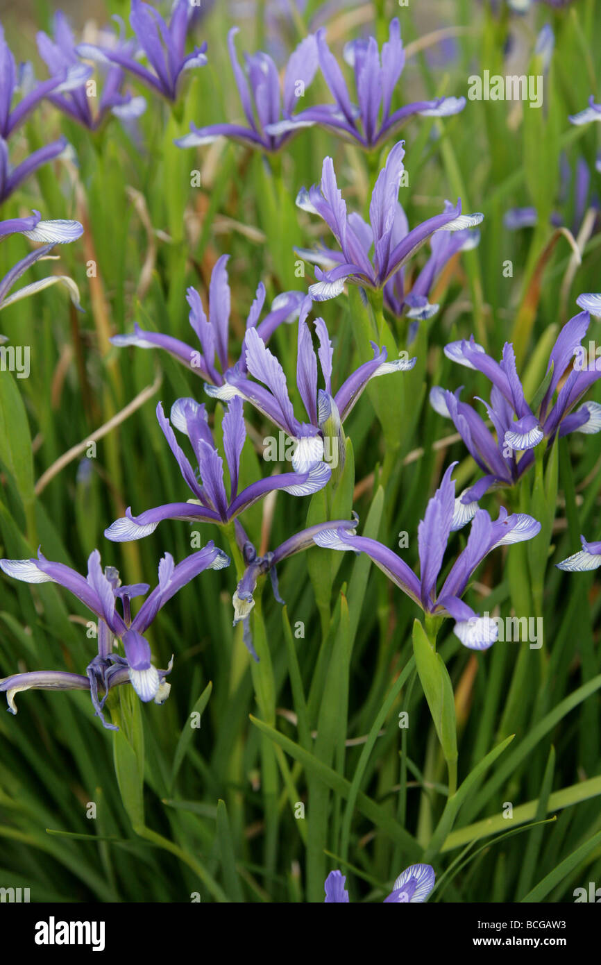 Iris Sintenisii, Iridaceae, Südosteuropa und der Türkei. Stockfoto