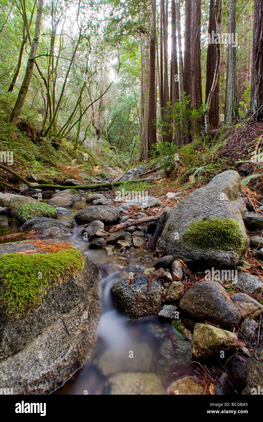 Redwood-Wald und Bach, Santa Lucia Preserve Stockfoto