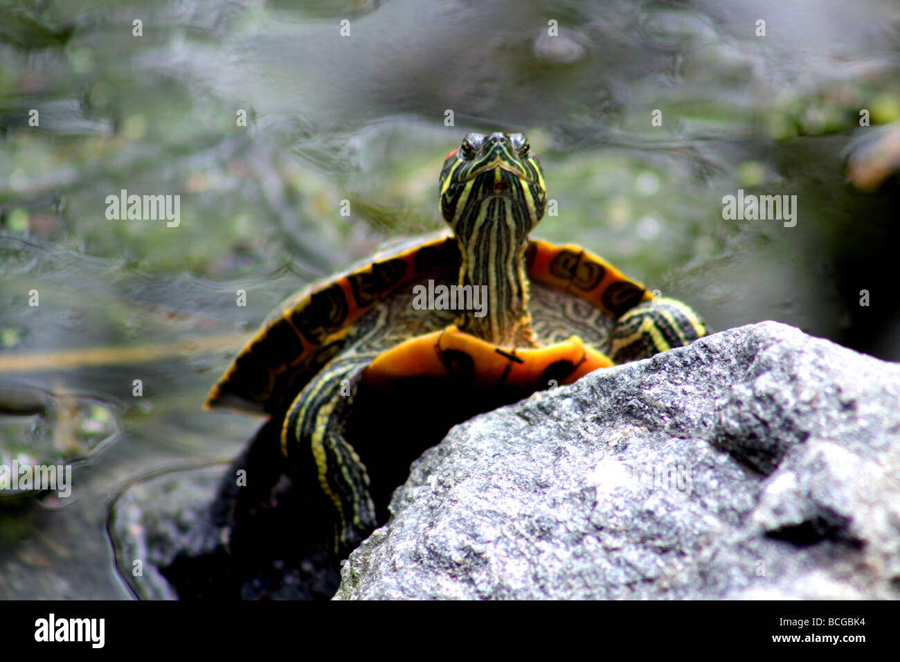 Schildkröte sitzt auf einem Felsen im Central Park-See Stockfoto
